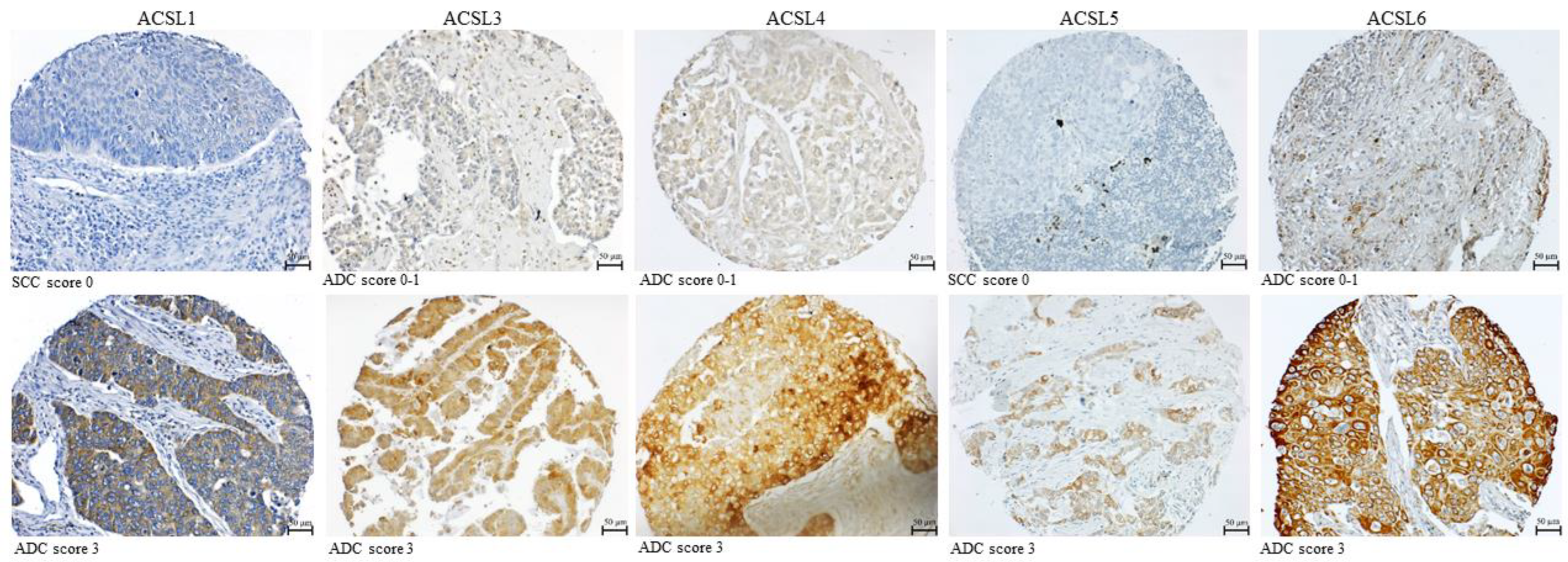 Cancers 16 01170 g003 Cancers 16 01170 g003