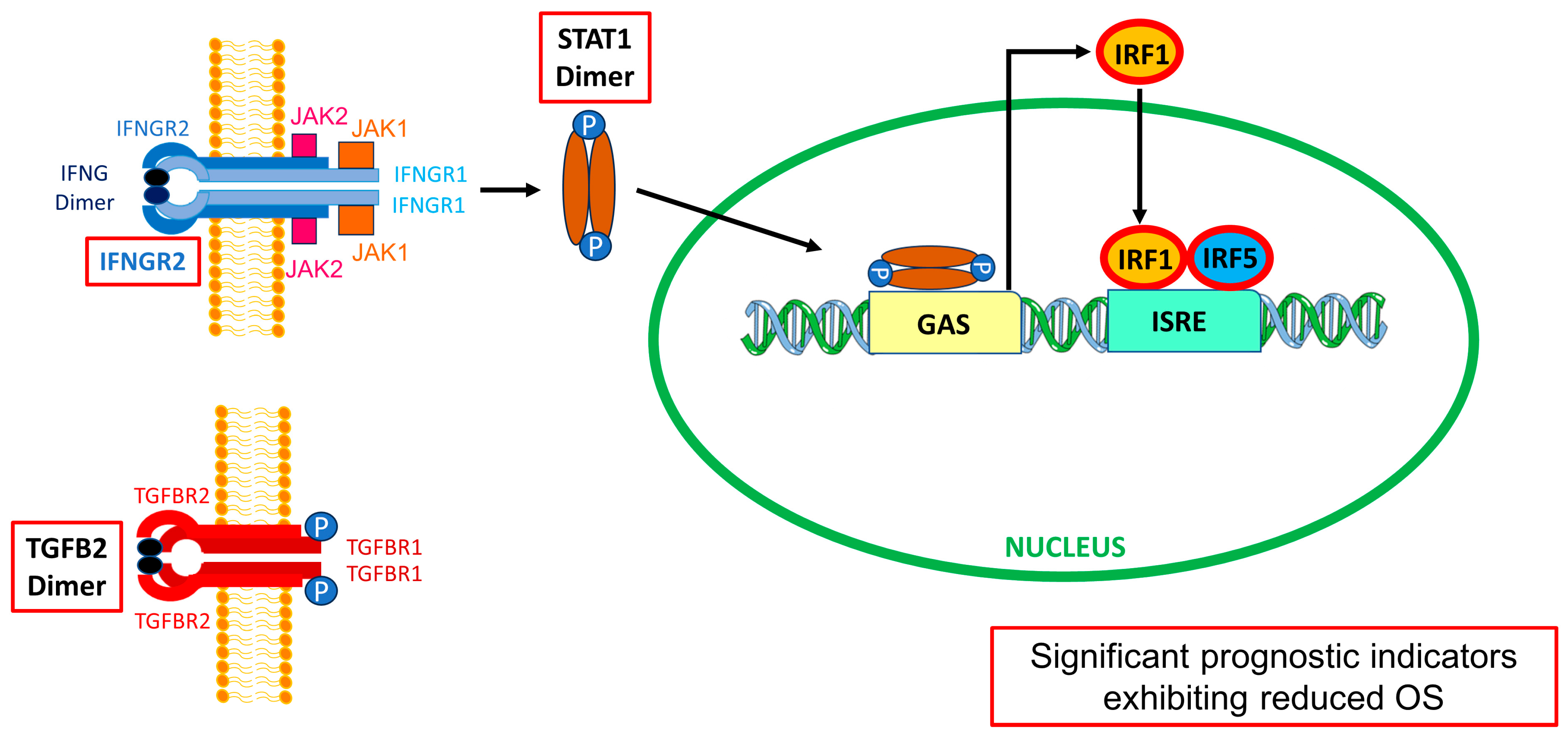 Cancers 16 01202 g011