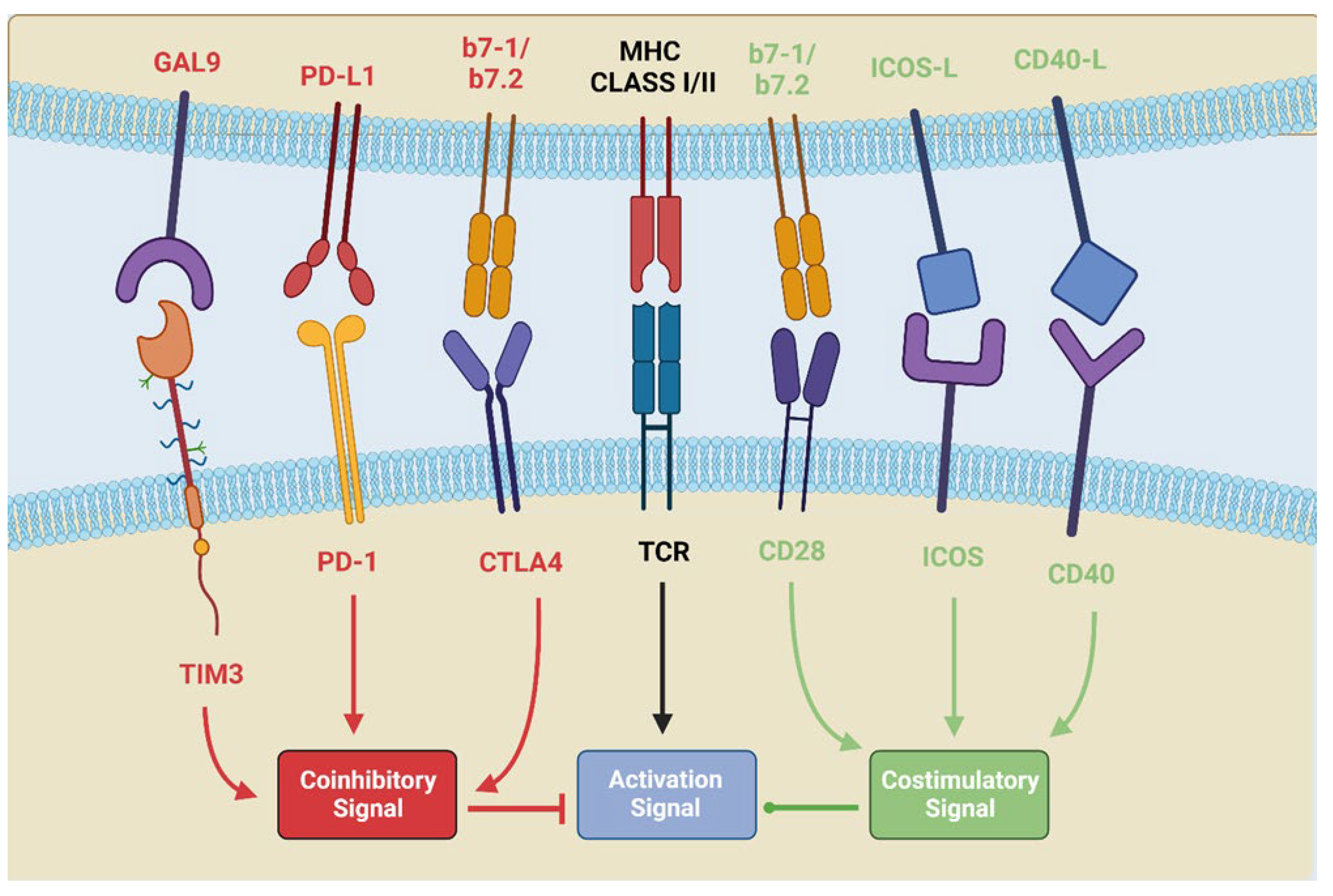 Cancers 16 01251 g001 Cancers 16 01251 g001