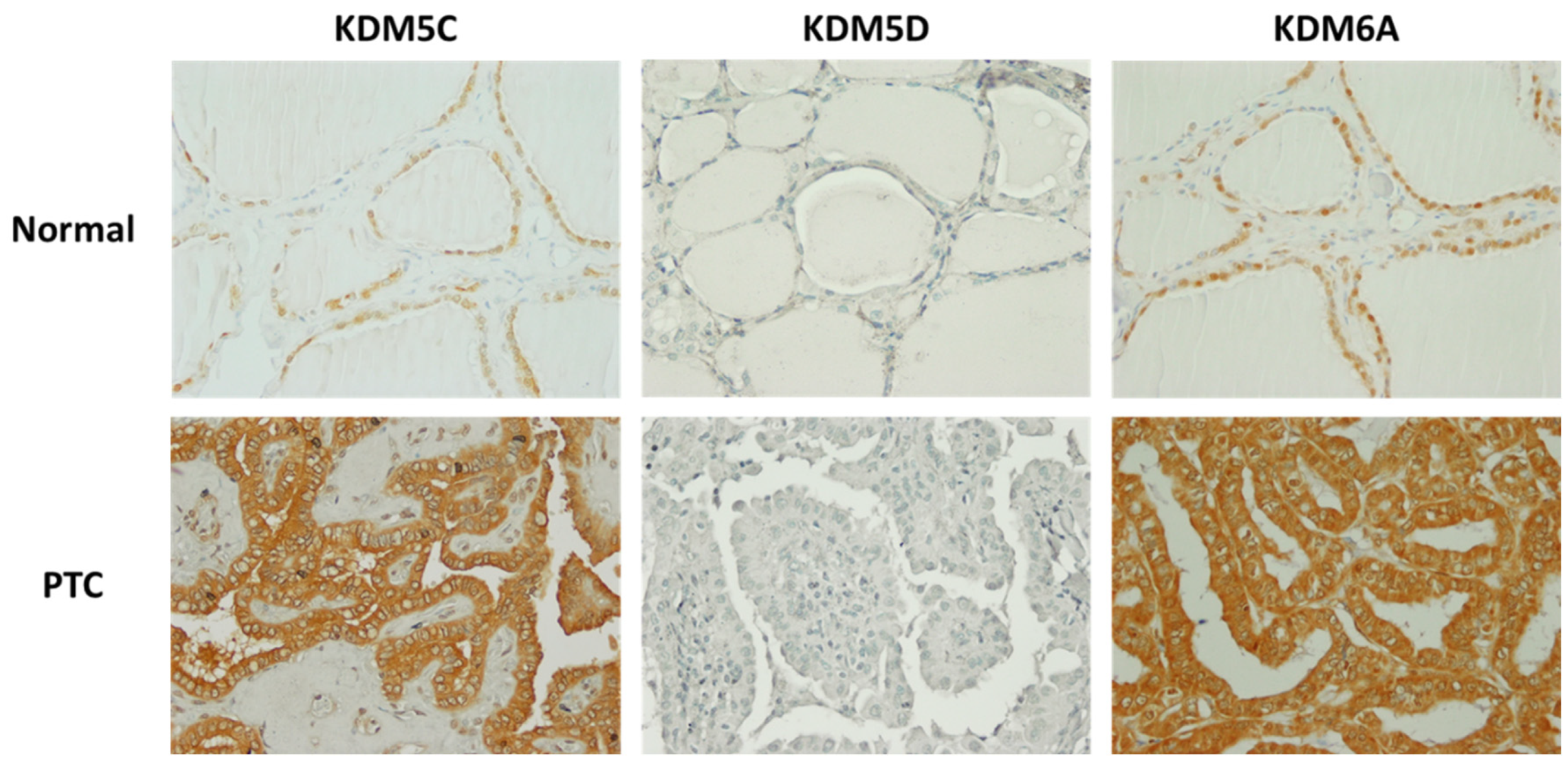 Cancers 16 01260 g005