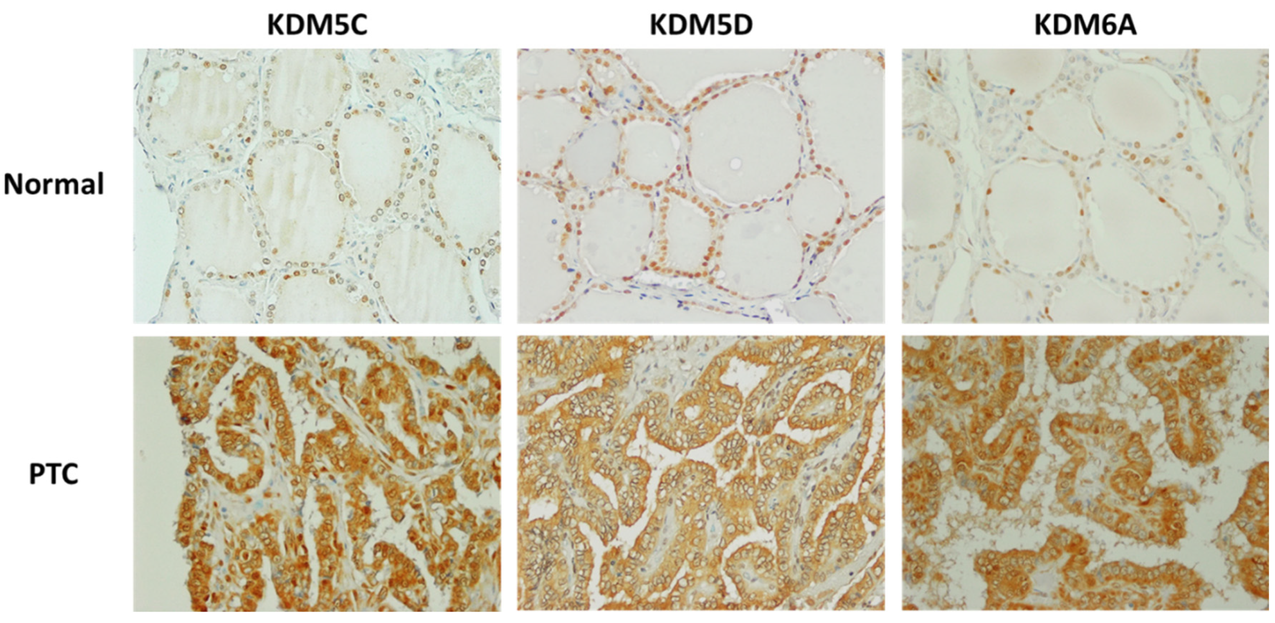 Cancers 16 01260 g006