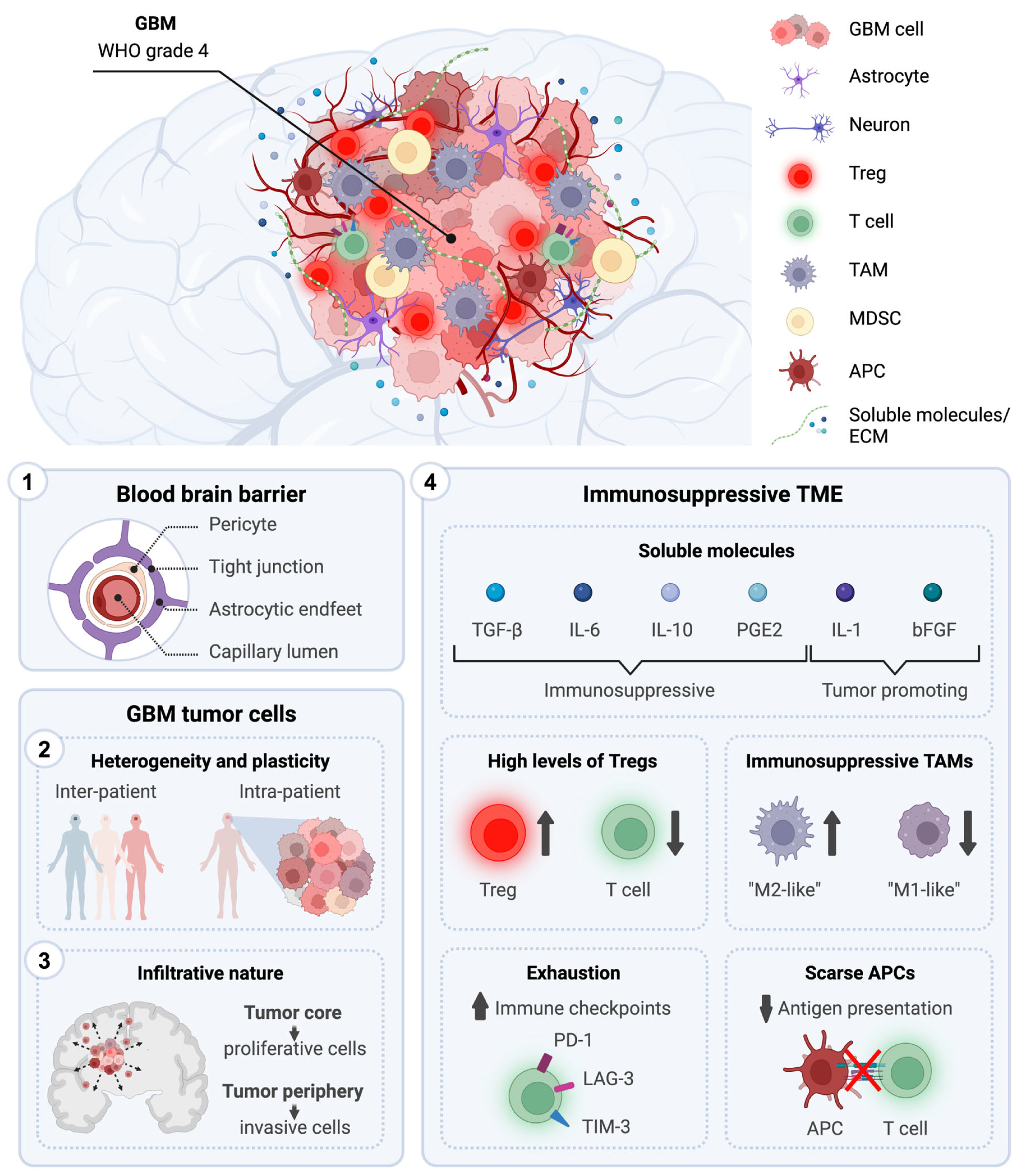 Immunotherapeutic Strategies for the Treatment of Glioblastoma 