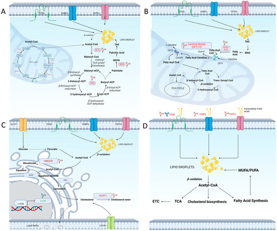Targeting Dysregulated Lipid Metabolism in Cancer with Pharmacological ...