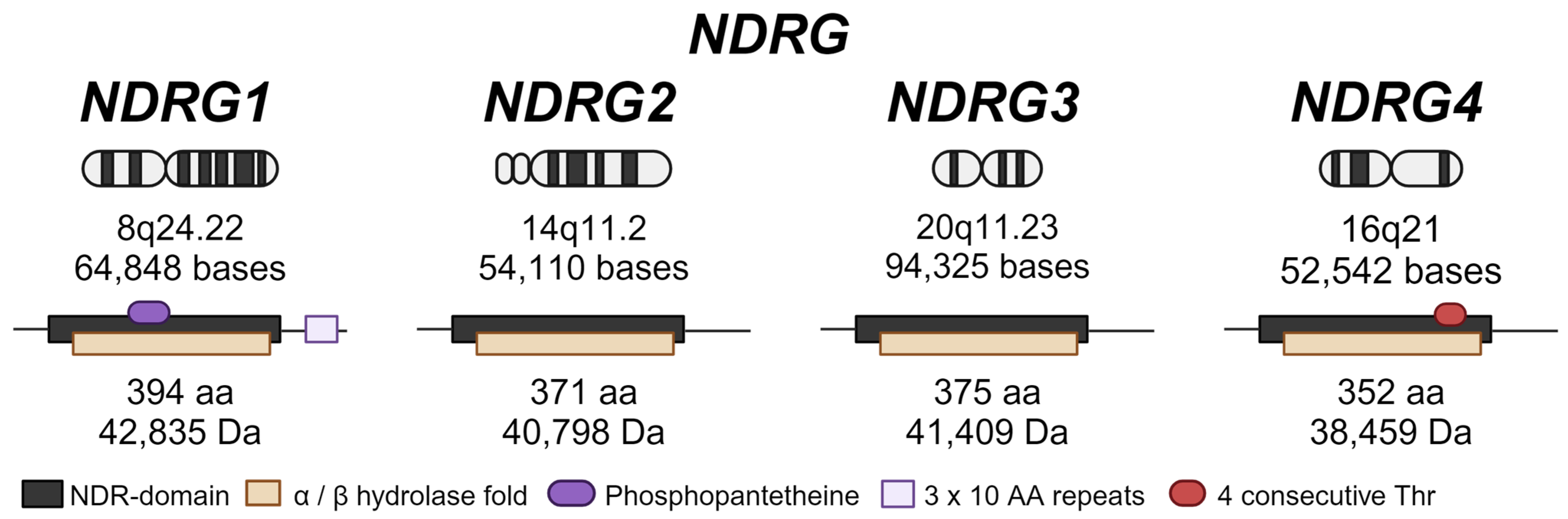 Cancers 16 01342 g002