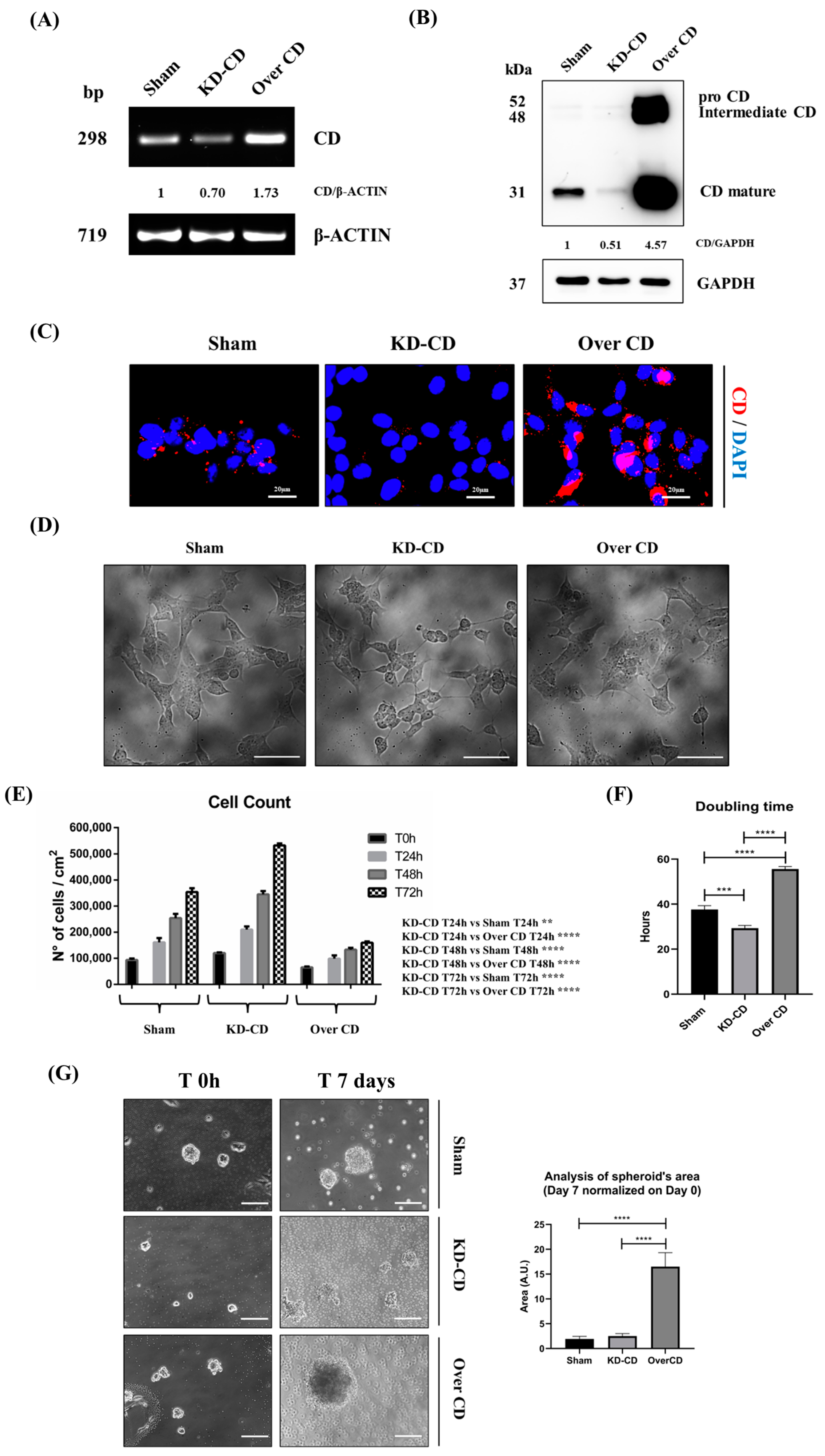 Cancers 16 01343 g005