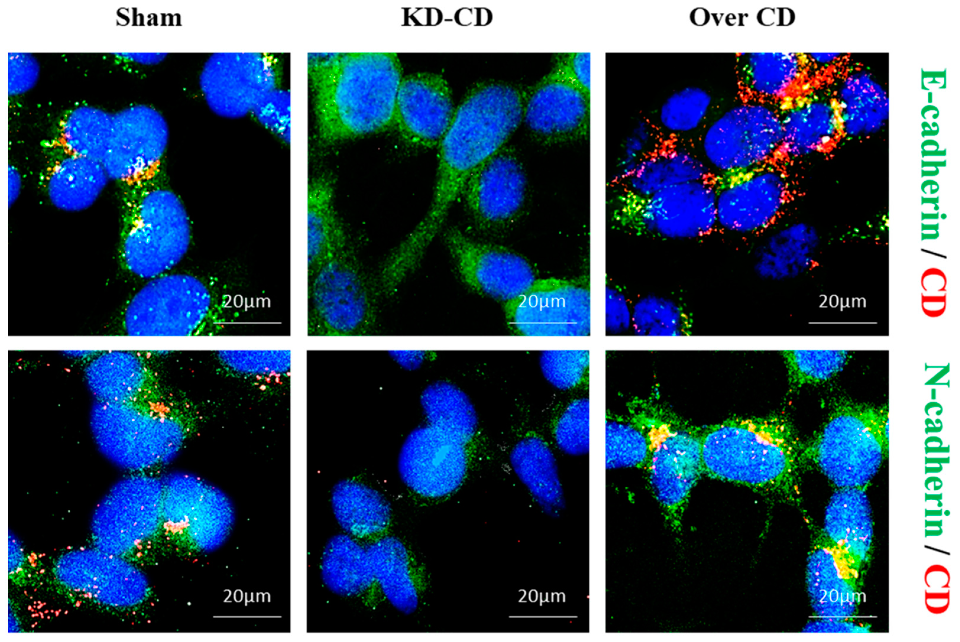 Cancers 16 01343 g013