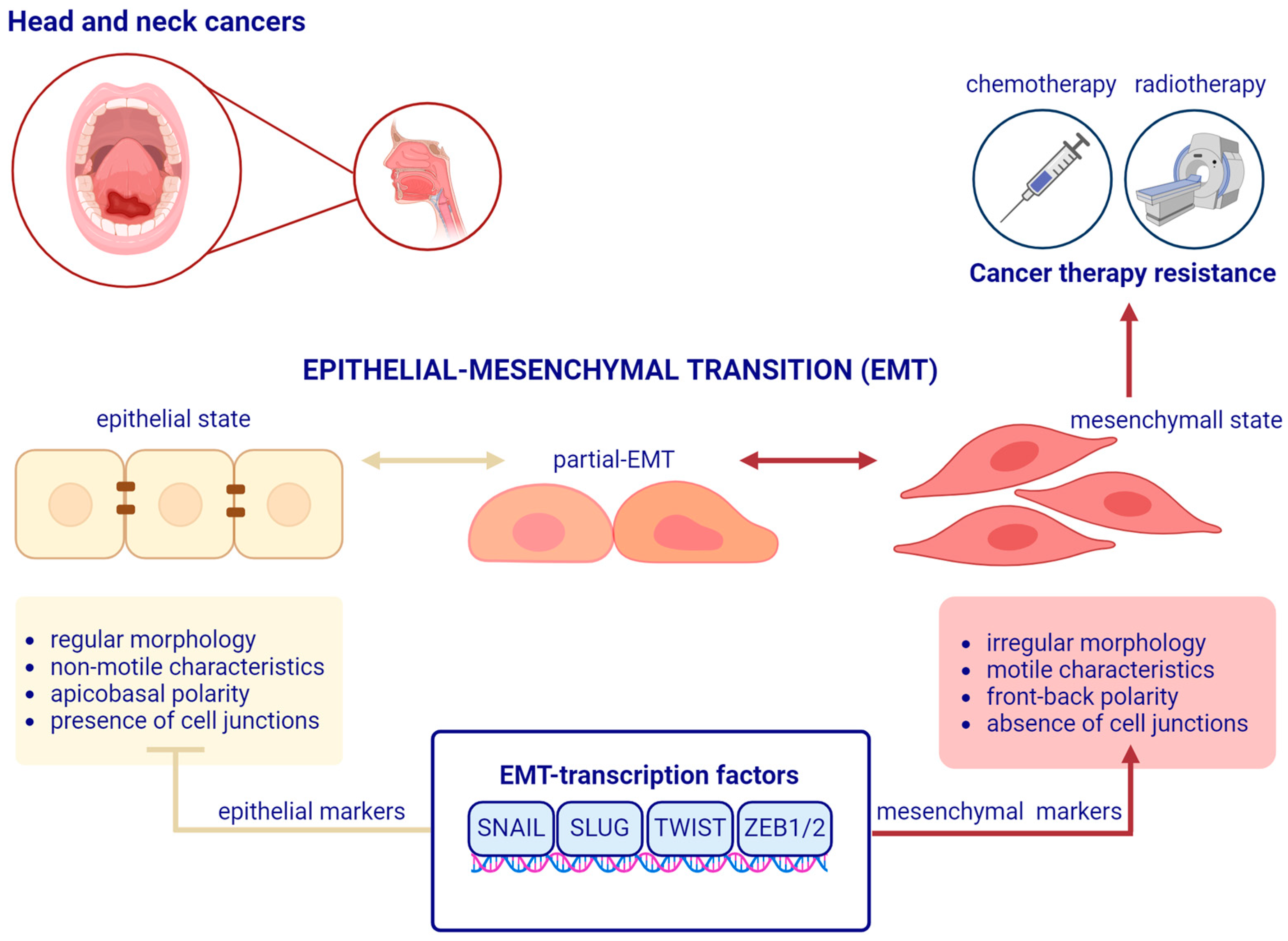 Cancers 16 01354 g001 Cancers 16 01354 g001