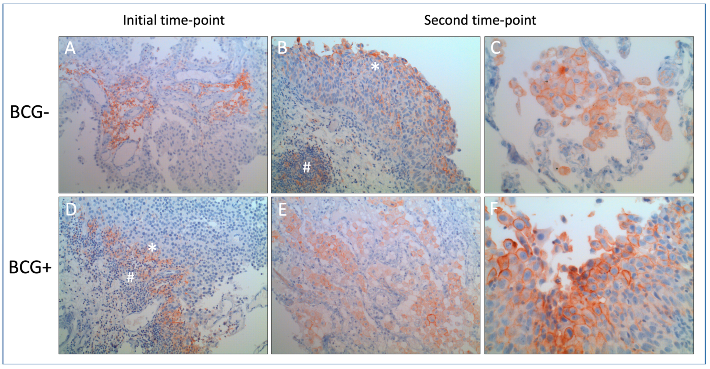 Cancers 16 01356 g001