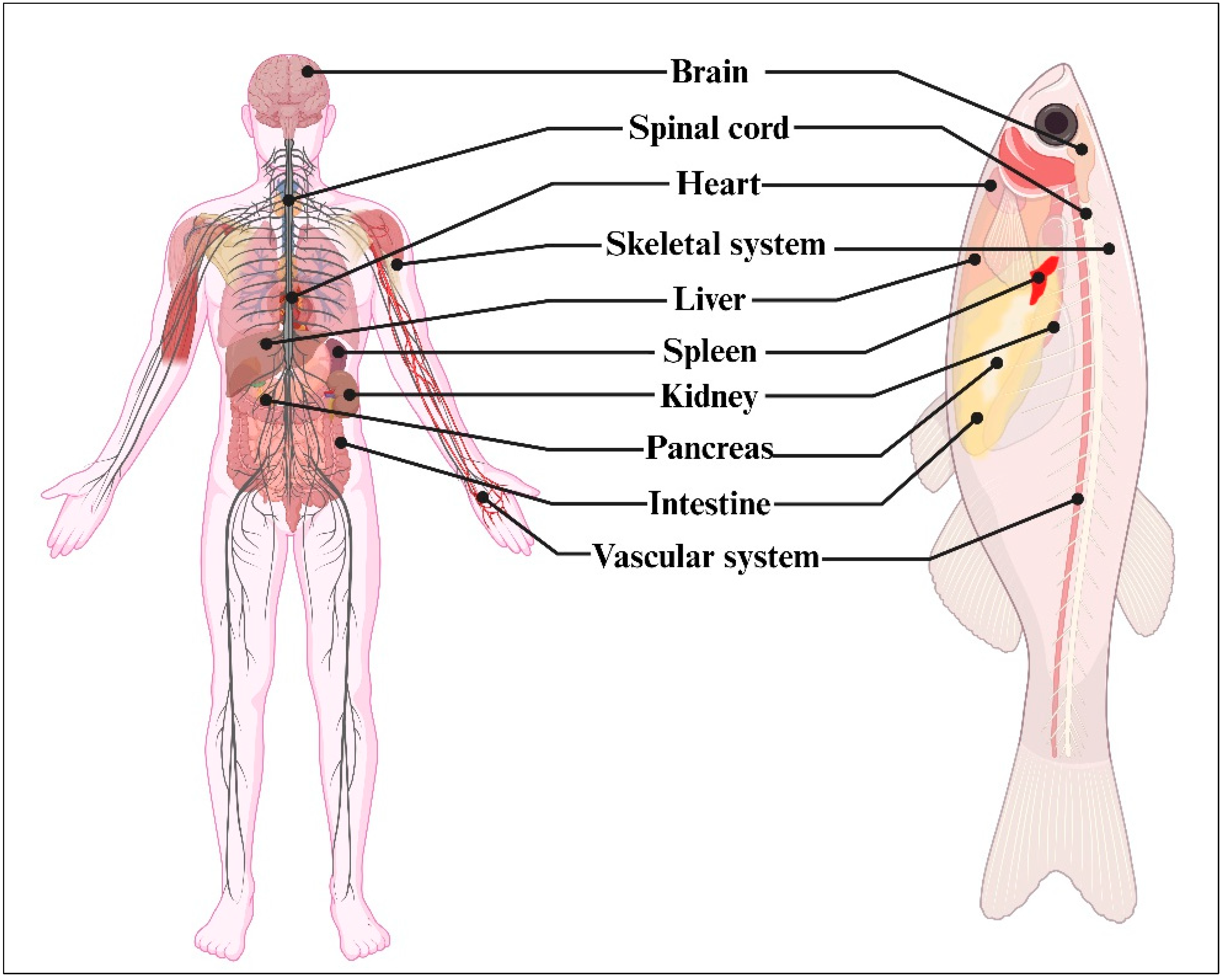Cancers 16 01361 g001