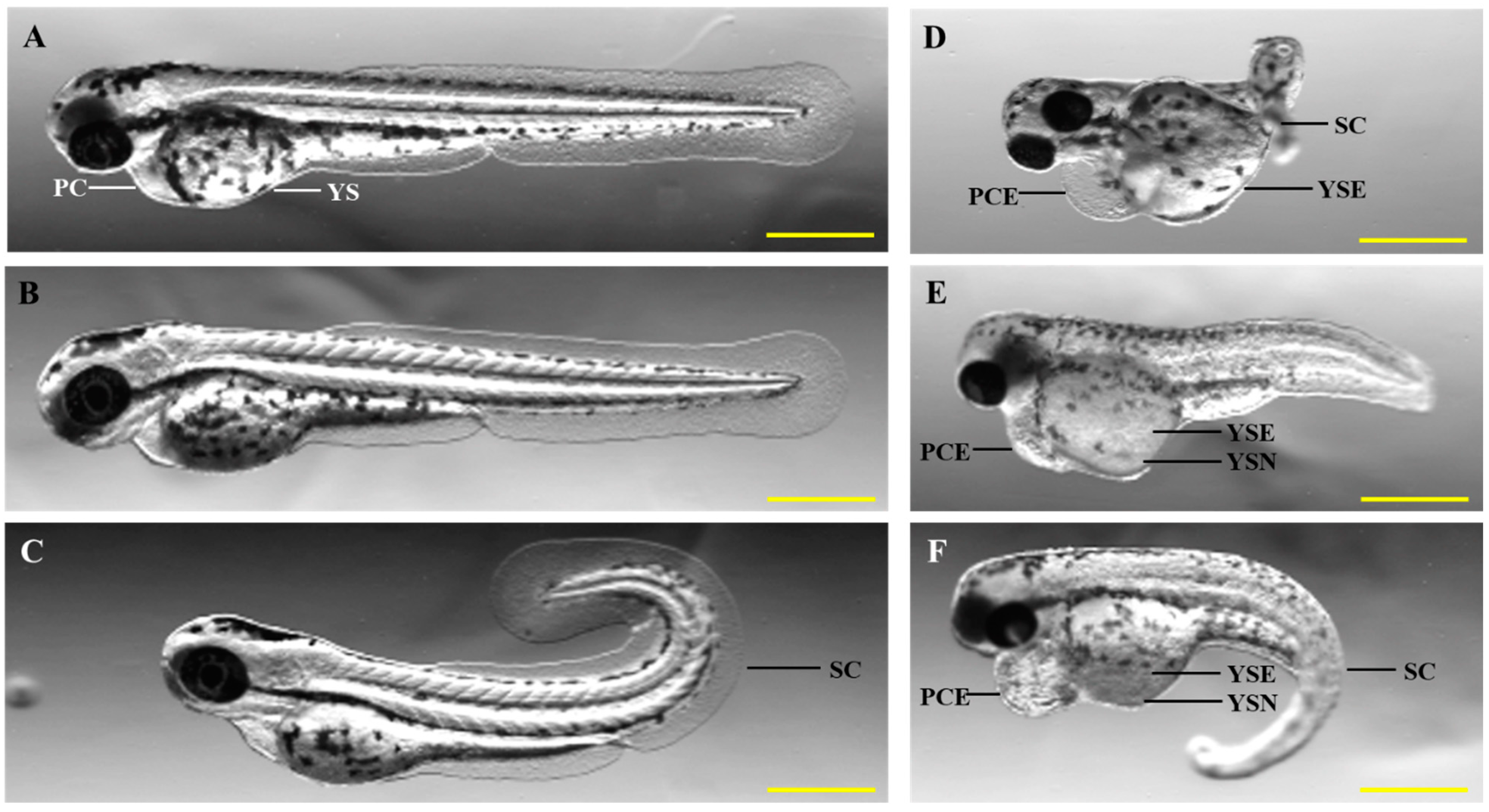 Cancers 16 01361 g004