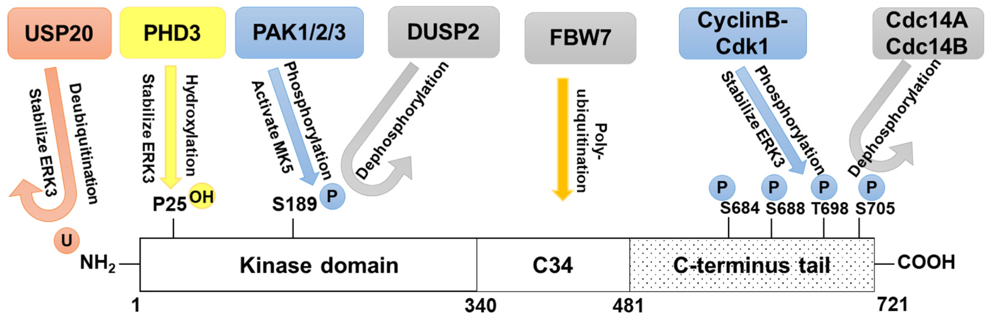 Cancers 16 01381 g003 Cancers 16 01381 g003