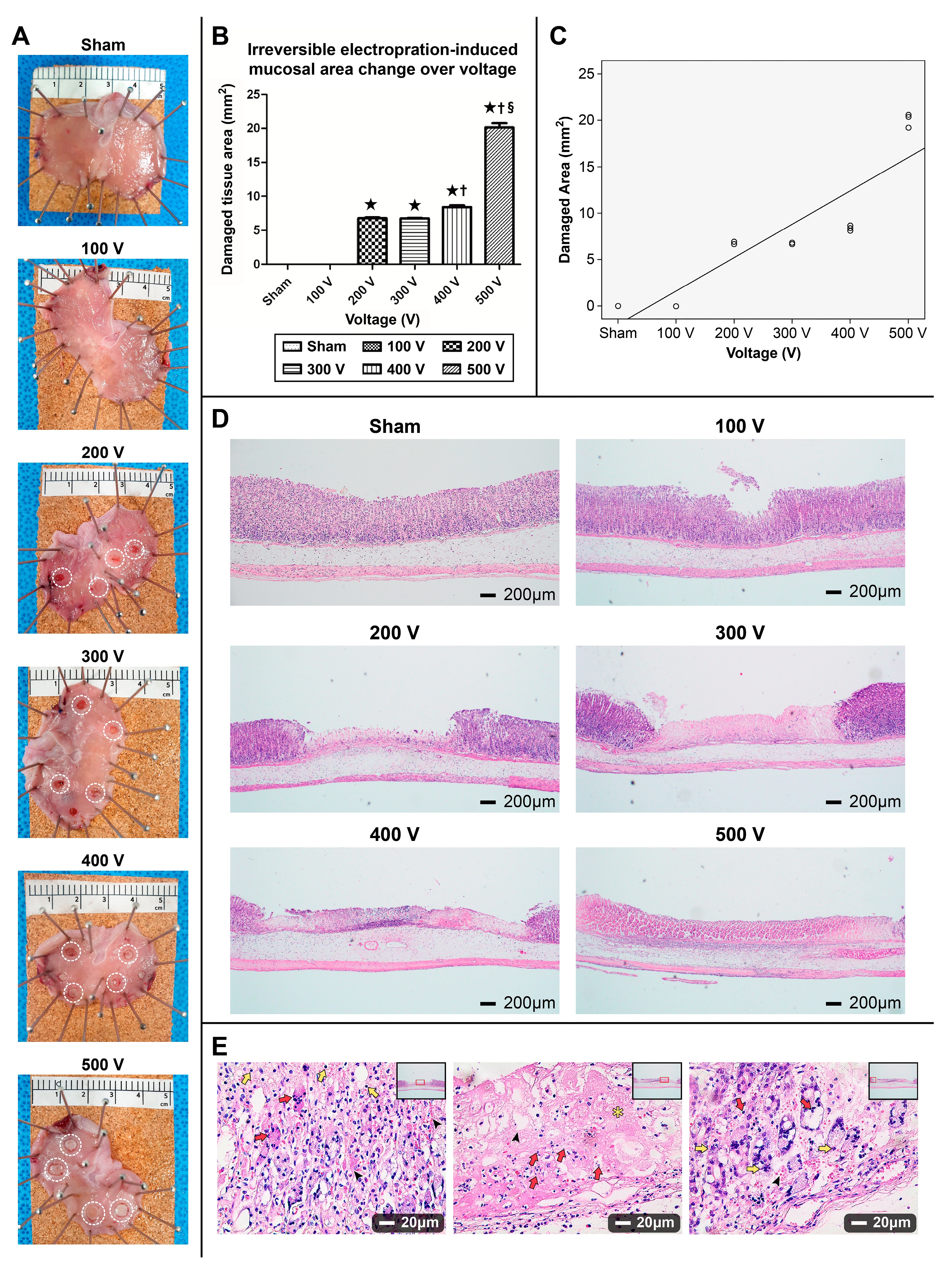 Cancers 16 01389 g004 Cancers 16 01389 g004