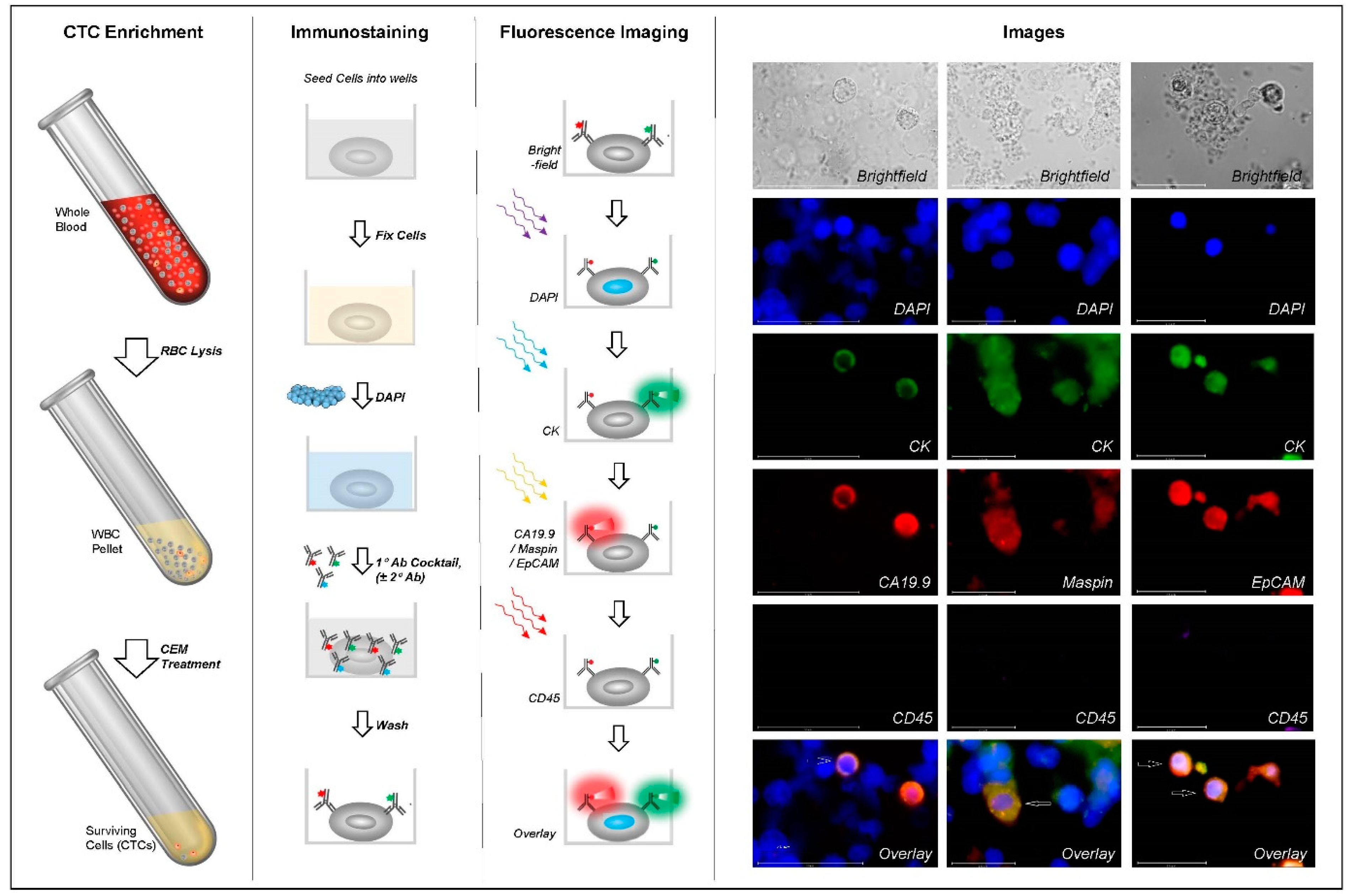 Cancers 16 01400 g001