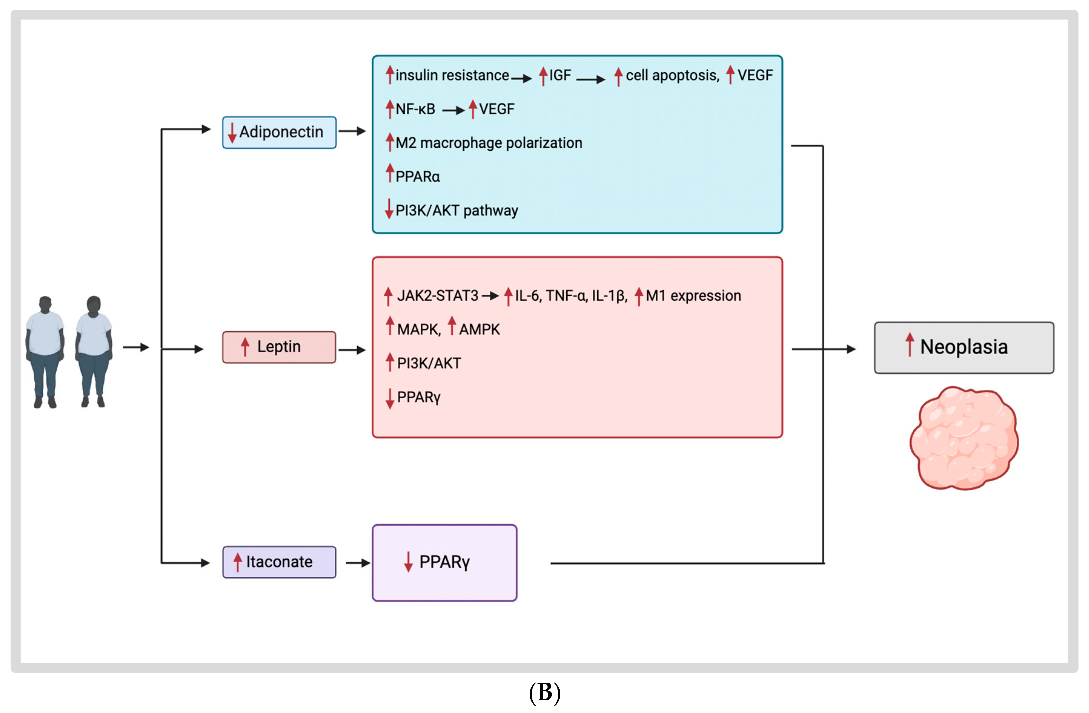 Cancers 16 01403 g002b