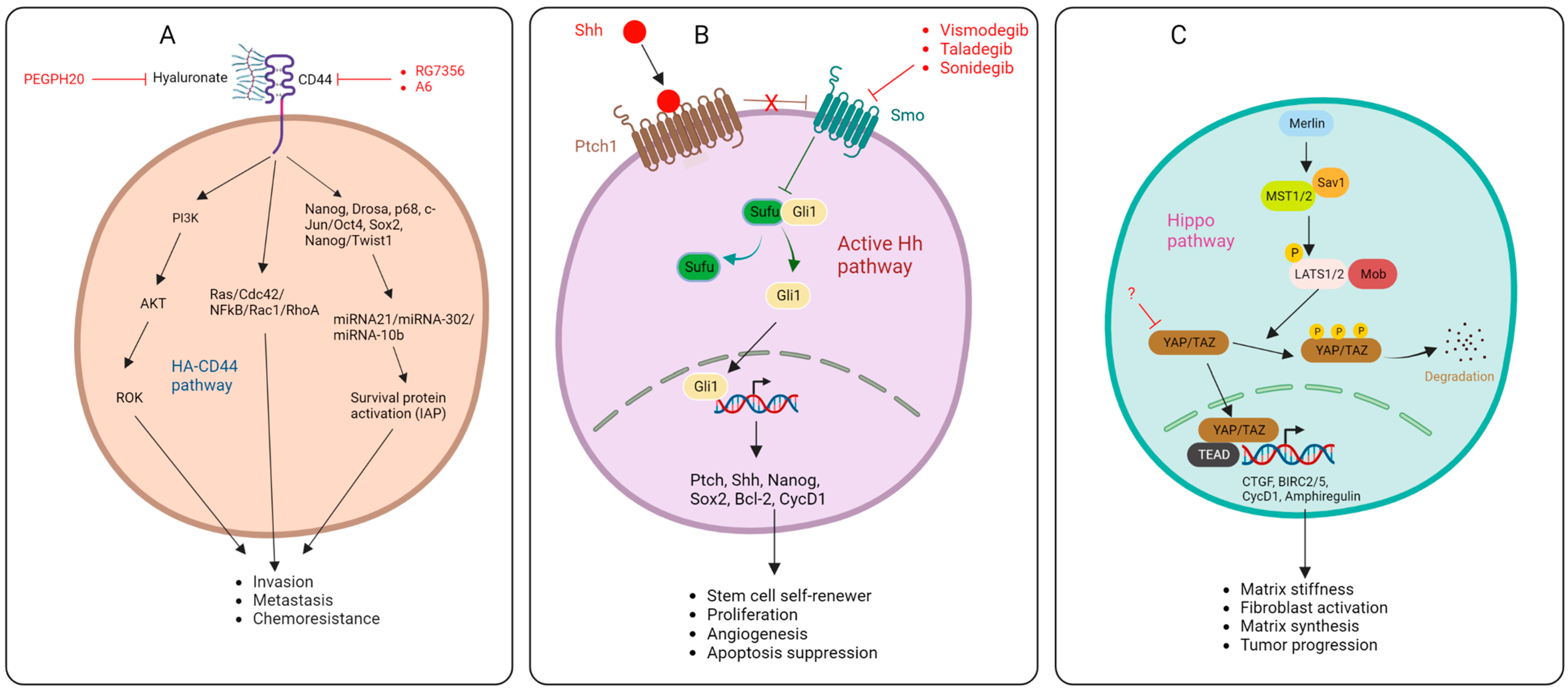 Cancers 16 01470 g002