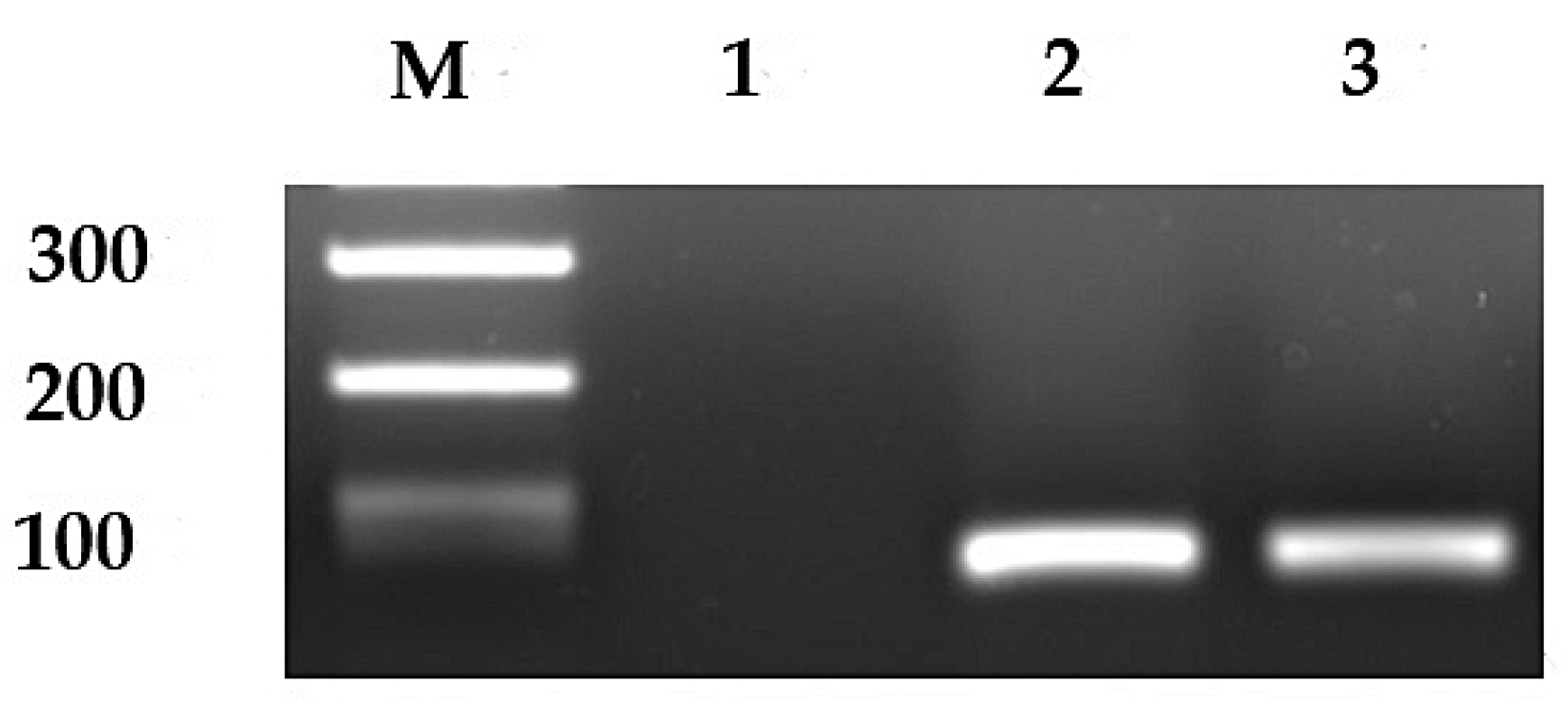 Cancers 16 01556 g001 Cancers 16 01556 g001