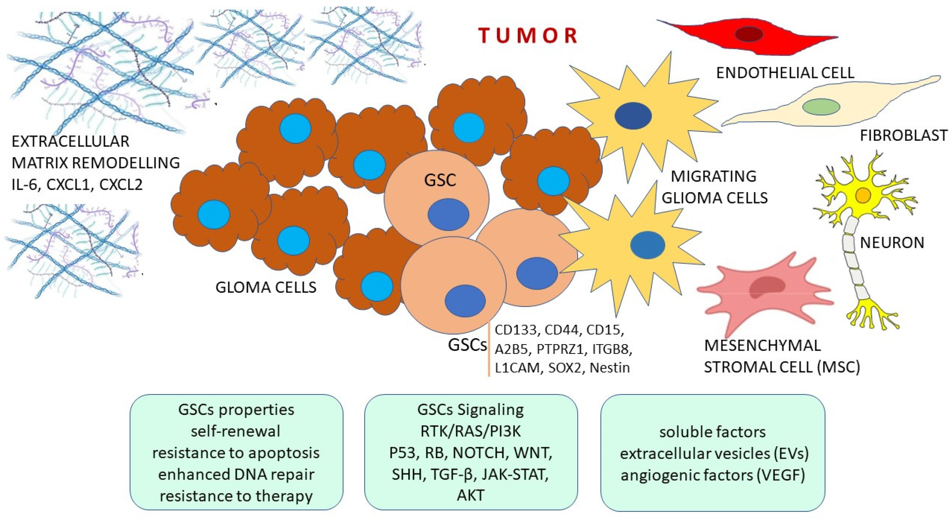 Cancers 16 01557 g001