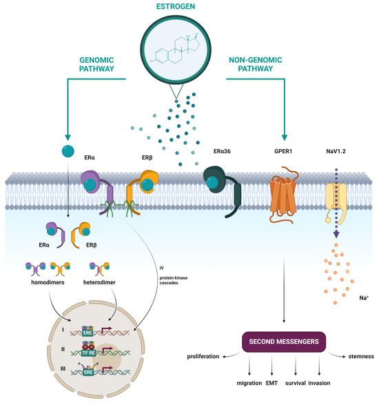 The Role of Estrogen and Estrogen Receptors in Head and Neck Tumors