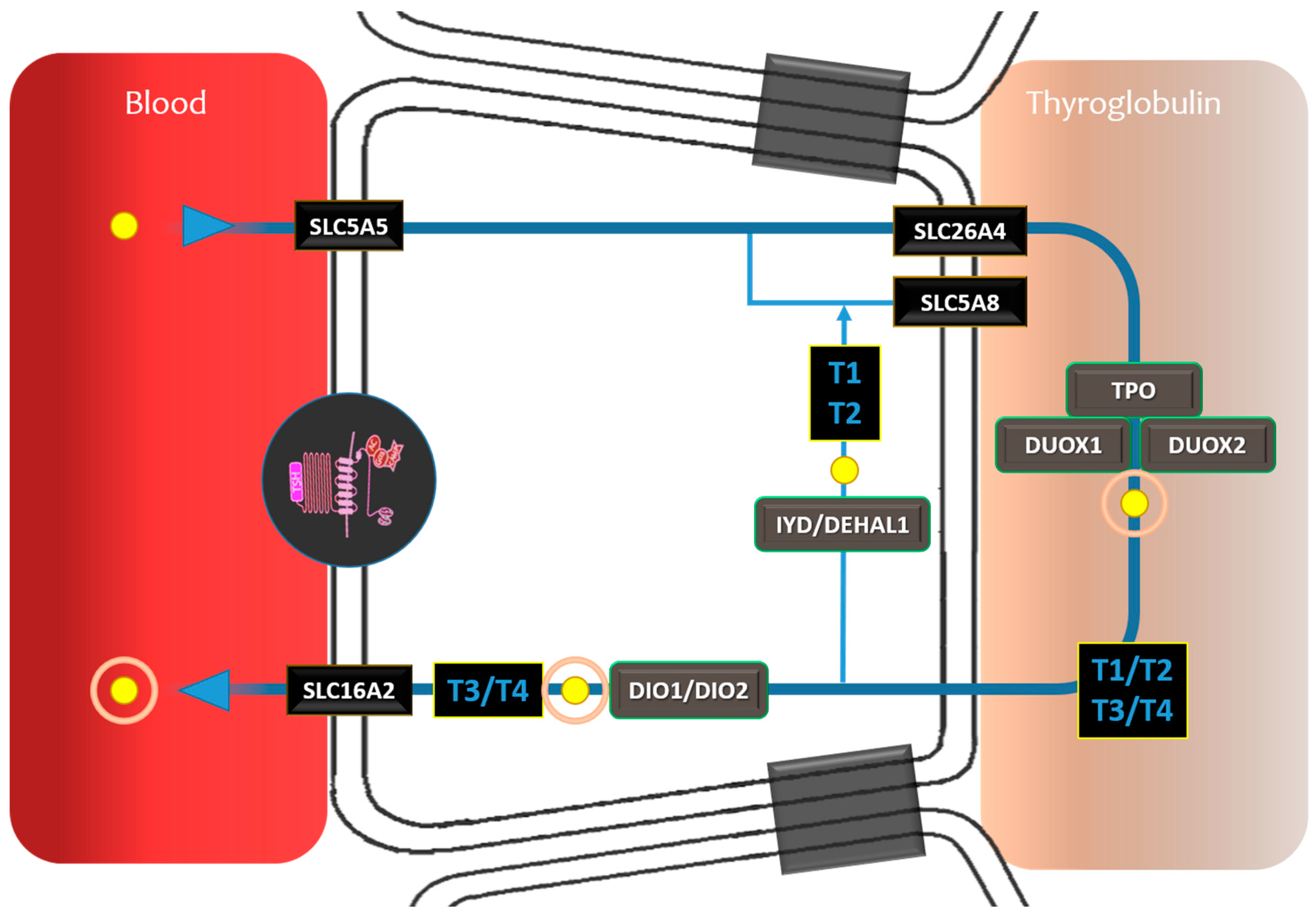 Cancers 16 01585 g002