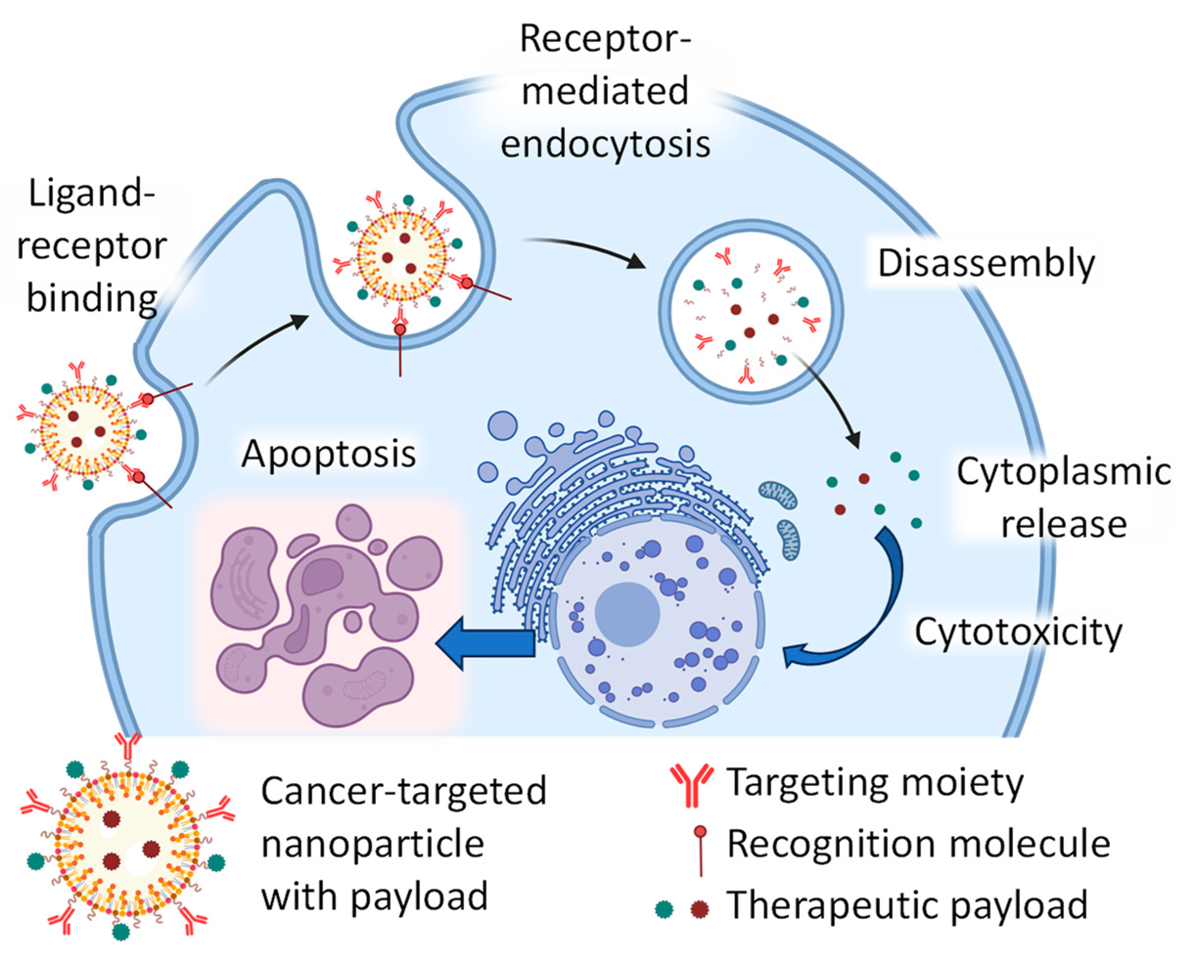 Cancers 16 01589 g008