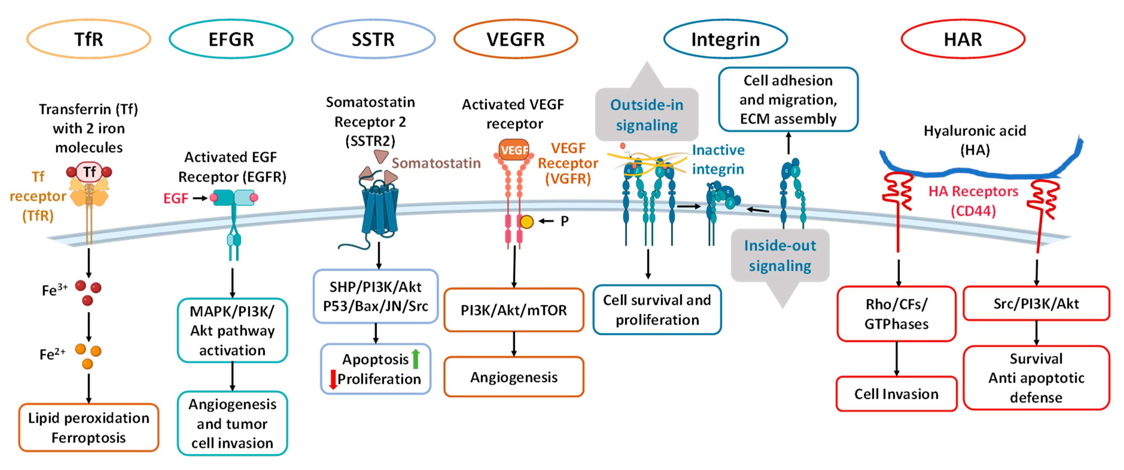 Cancers 16 01589 g009