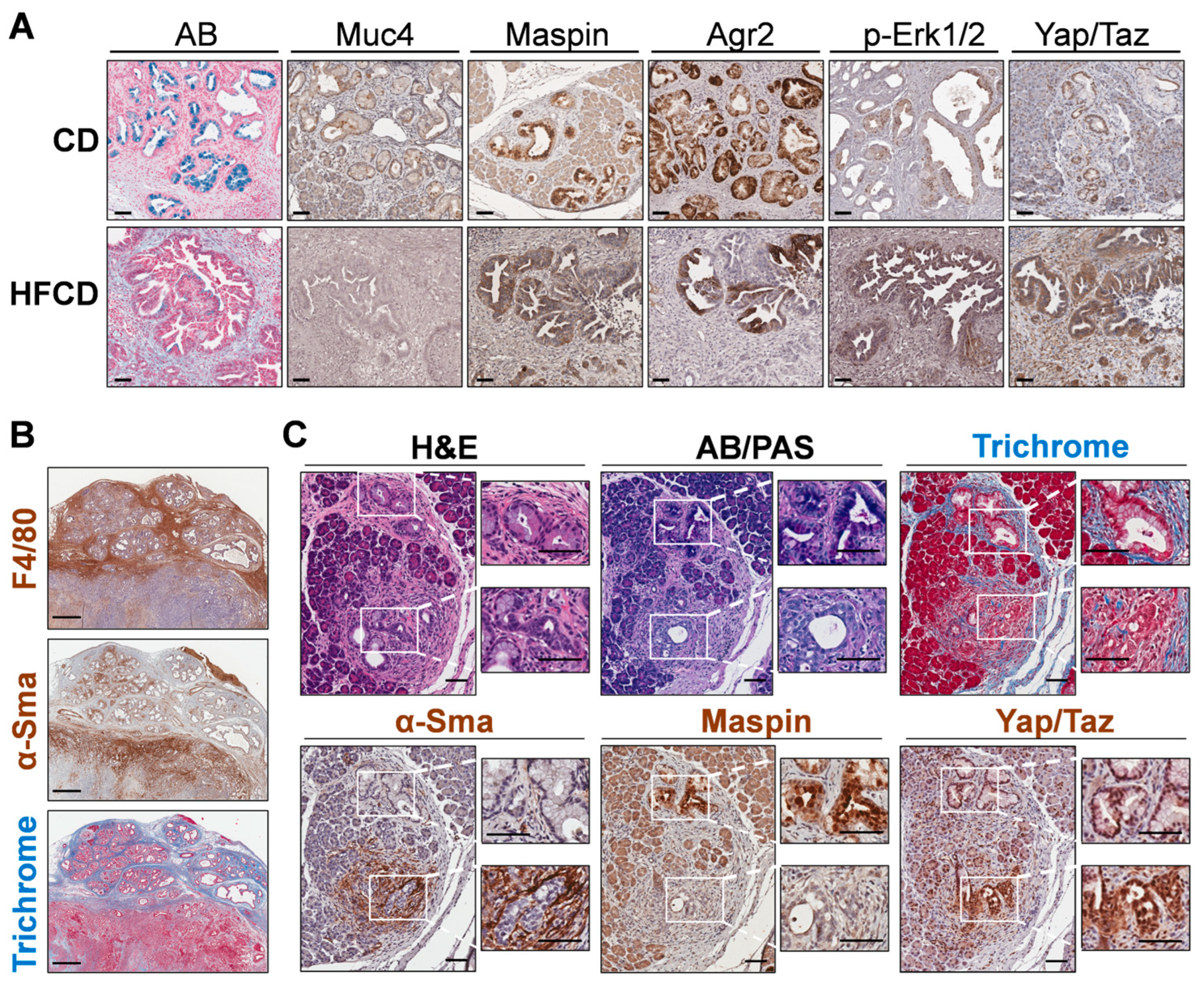 Cancers 16 01593 g005