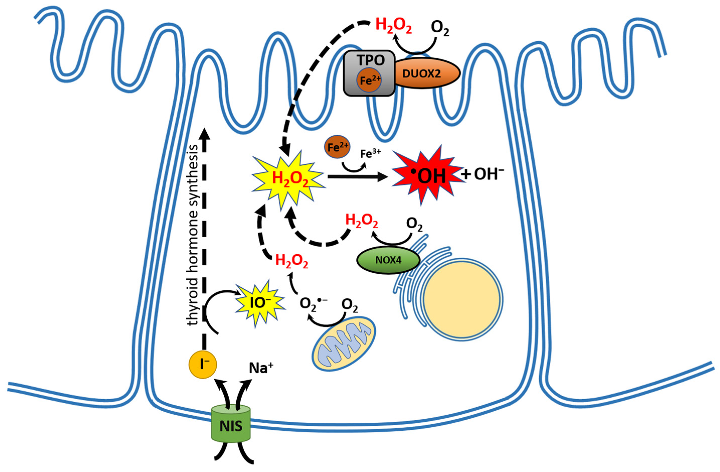 Cancers 16 01646 g001 Cancers 16 01646 g001