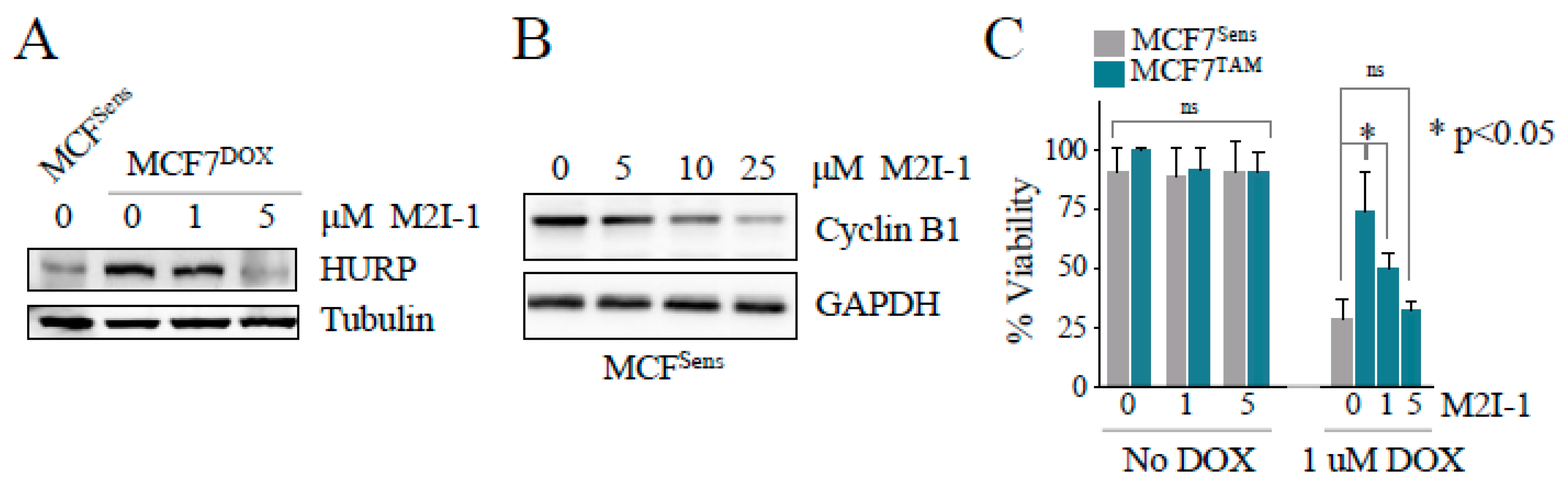 Cancers 16 01755 g003