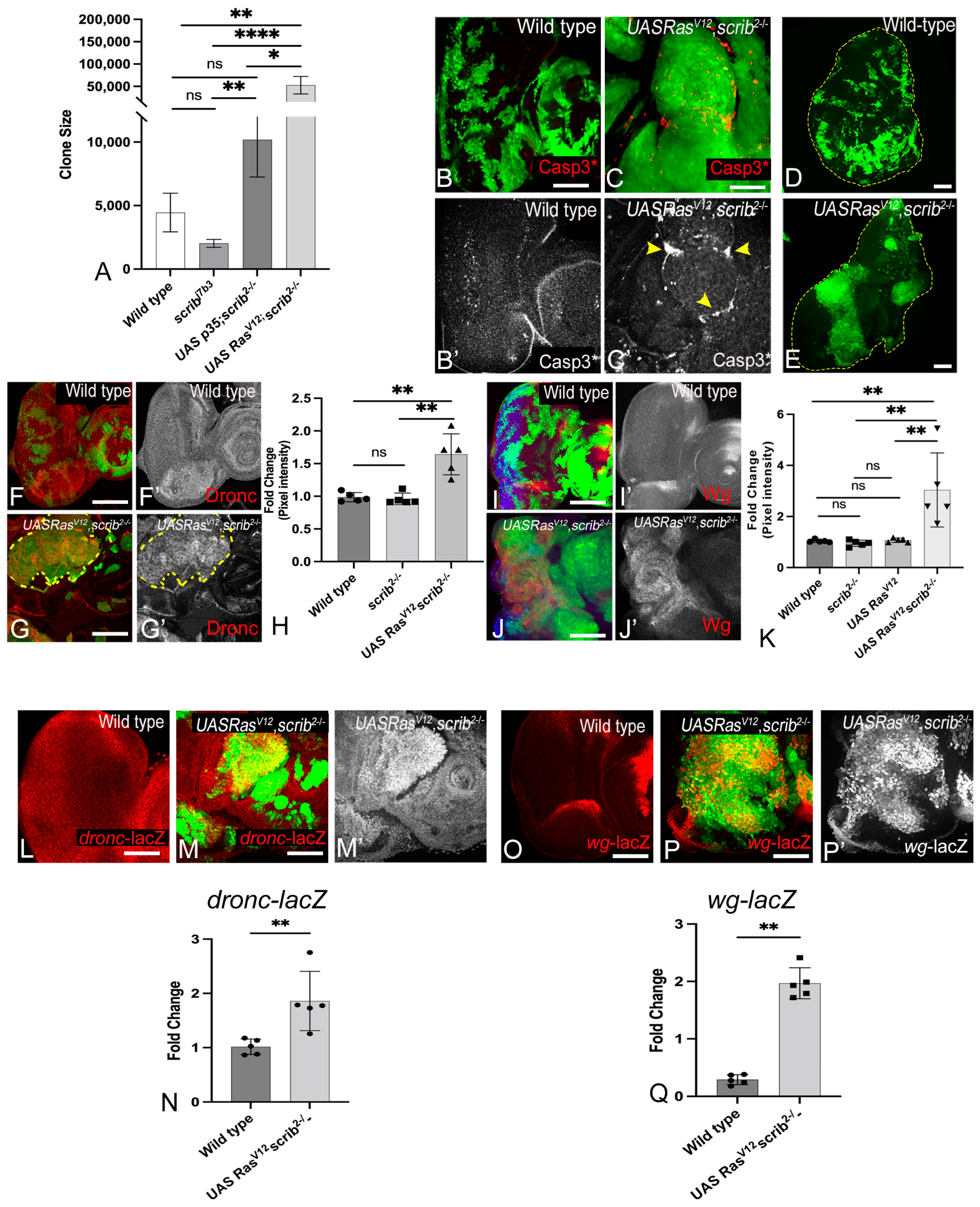Cancers 16 01768 g001