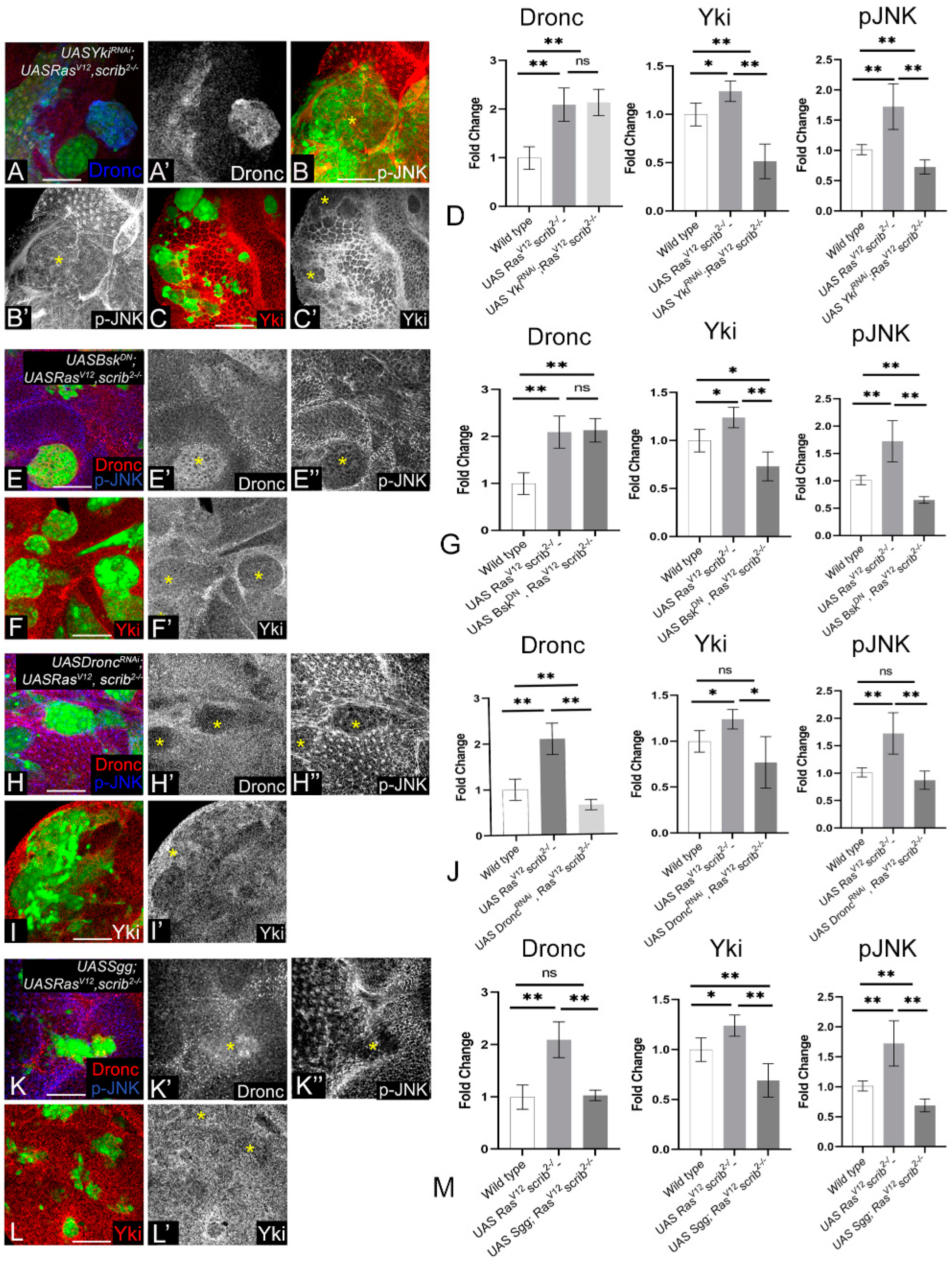 Cancers 16 01768 g004