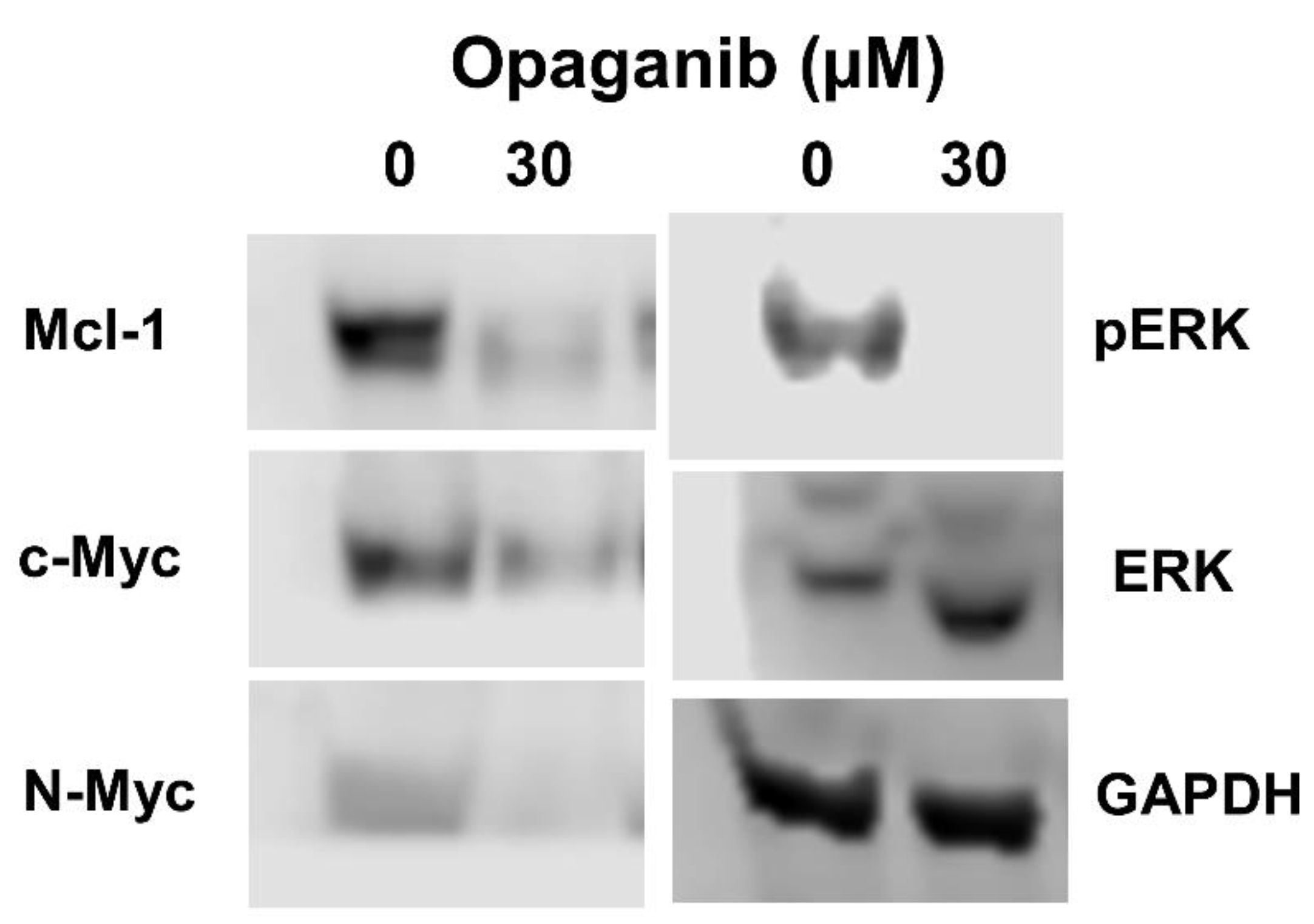 Cancers 16 01779 g001