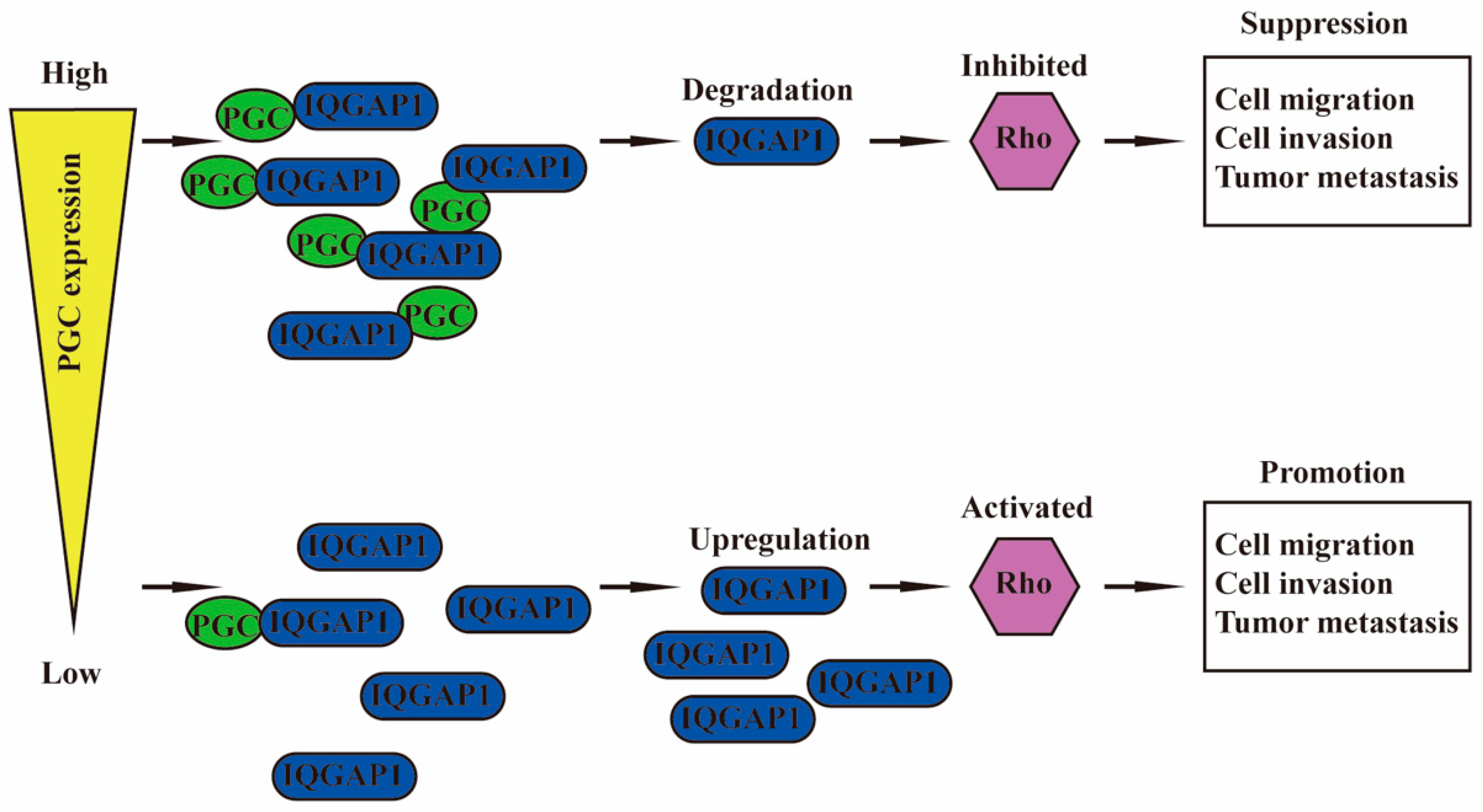 Cancers 16 01796 g007 Cancers 16 01796 g007