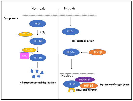 Role of Hypoxia and Rac1 Inhibition in the Metastatic Cascade