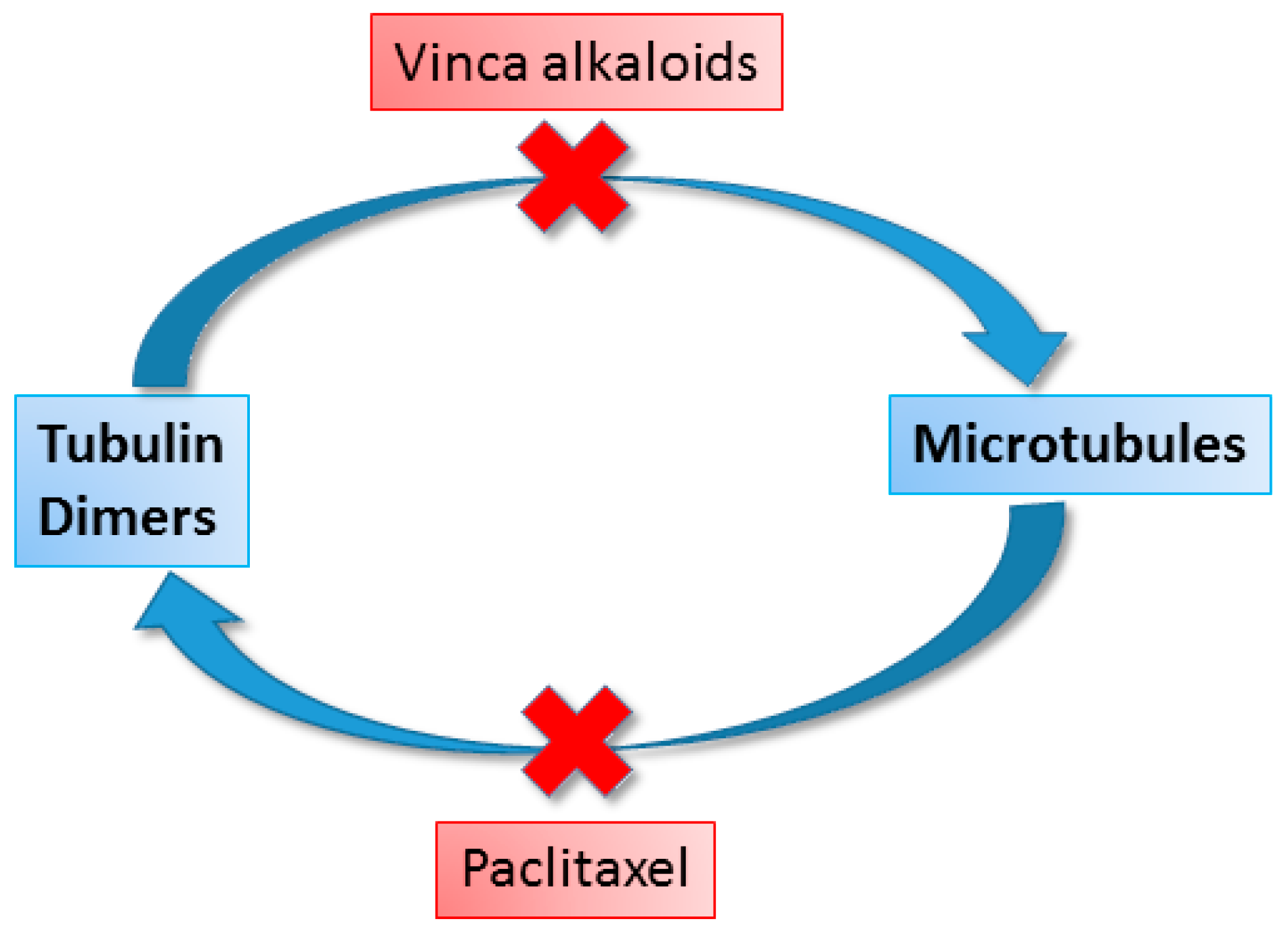 Cancers 16 01878 g010 Cancers 16 01878 g010