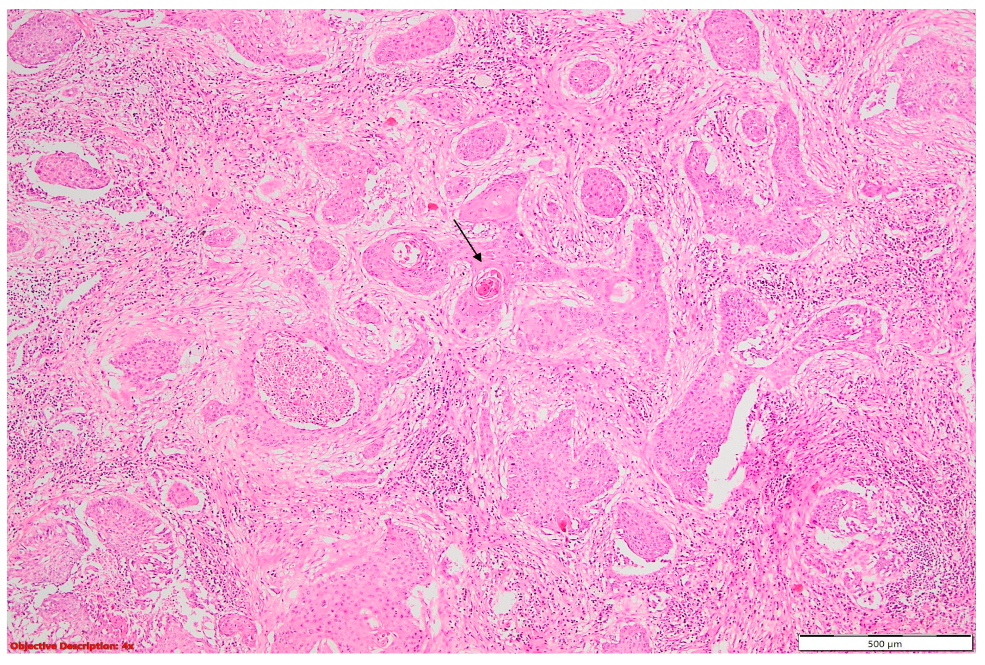 Cancers 16 01903 g007