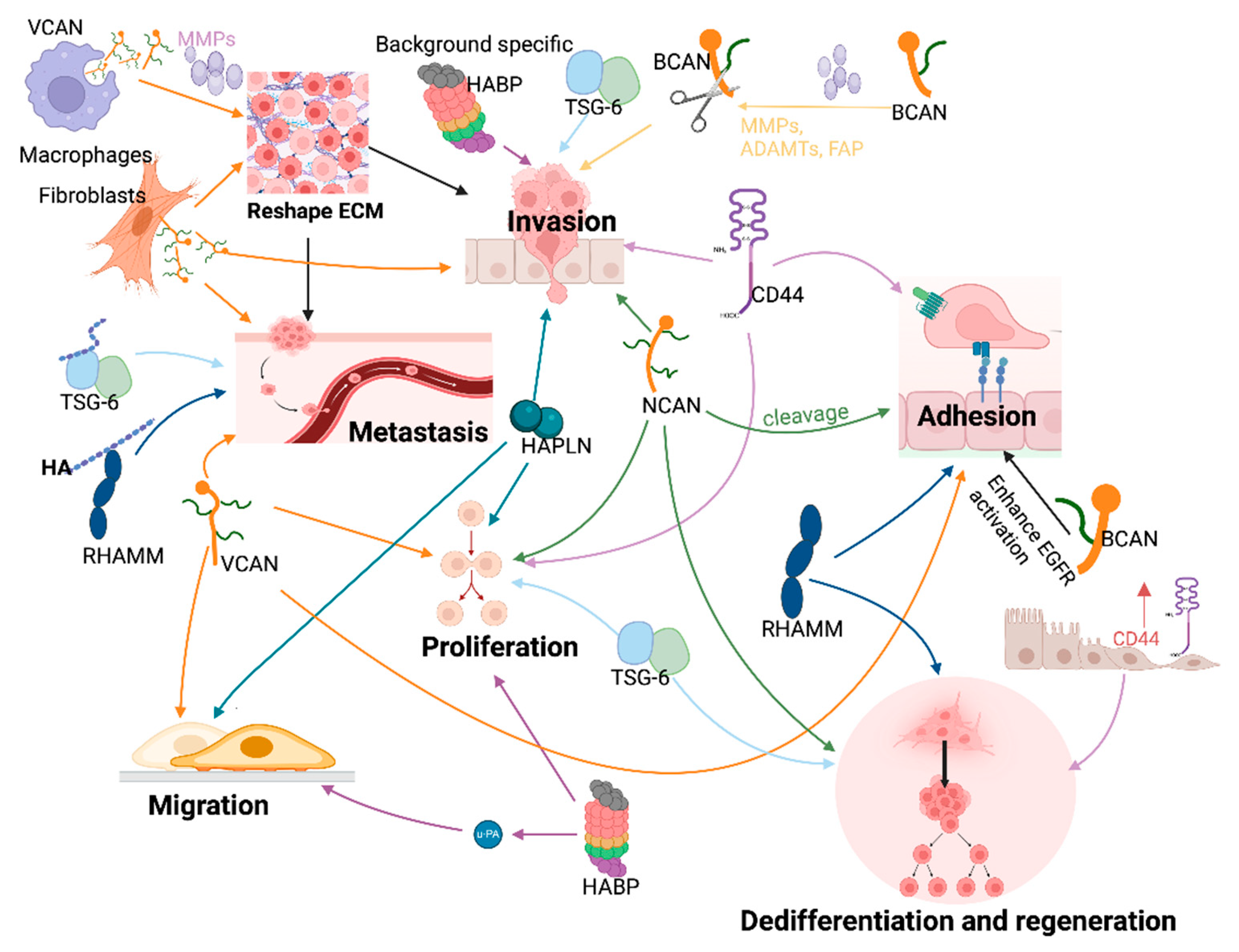Cancers 16 01907 g004