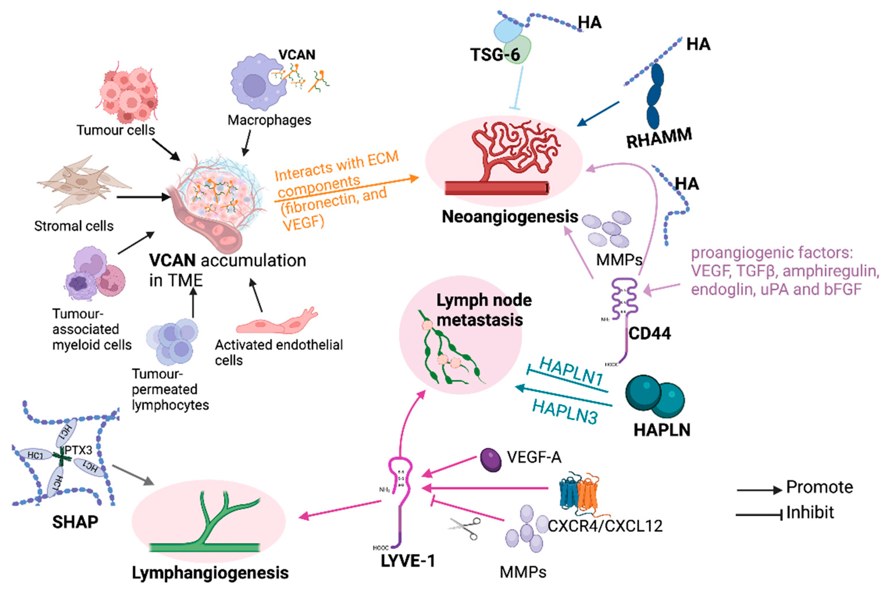 Cancers 16 01907 g006