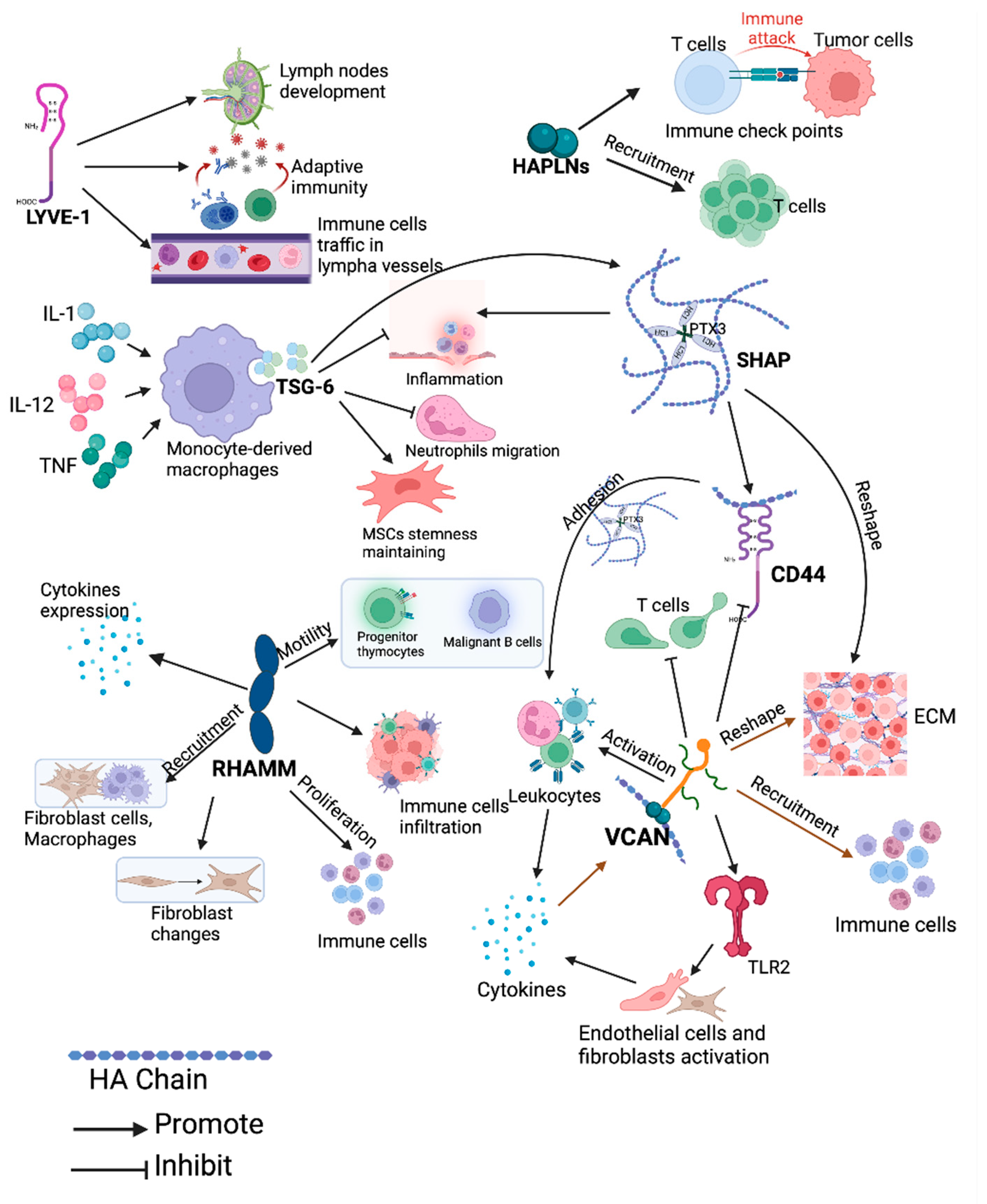 Cancers 16 01907 g007