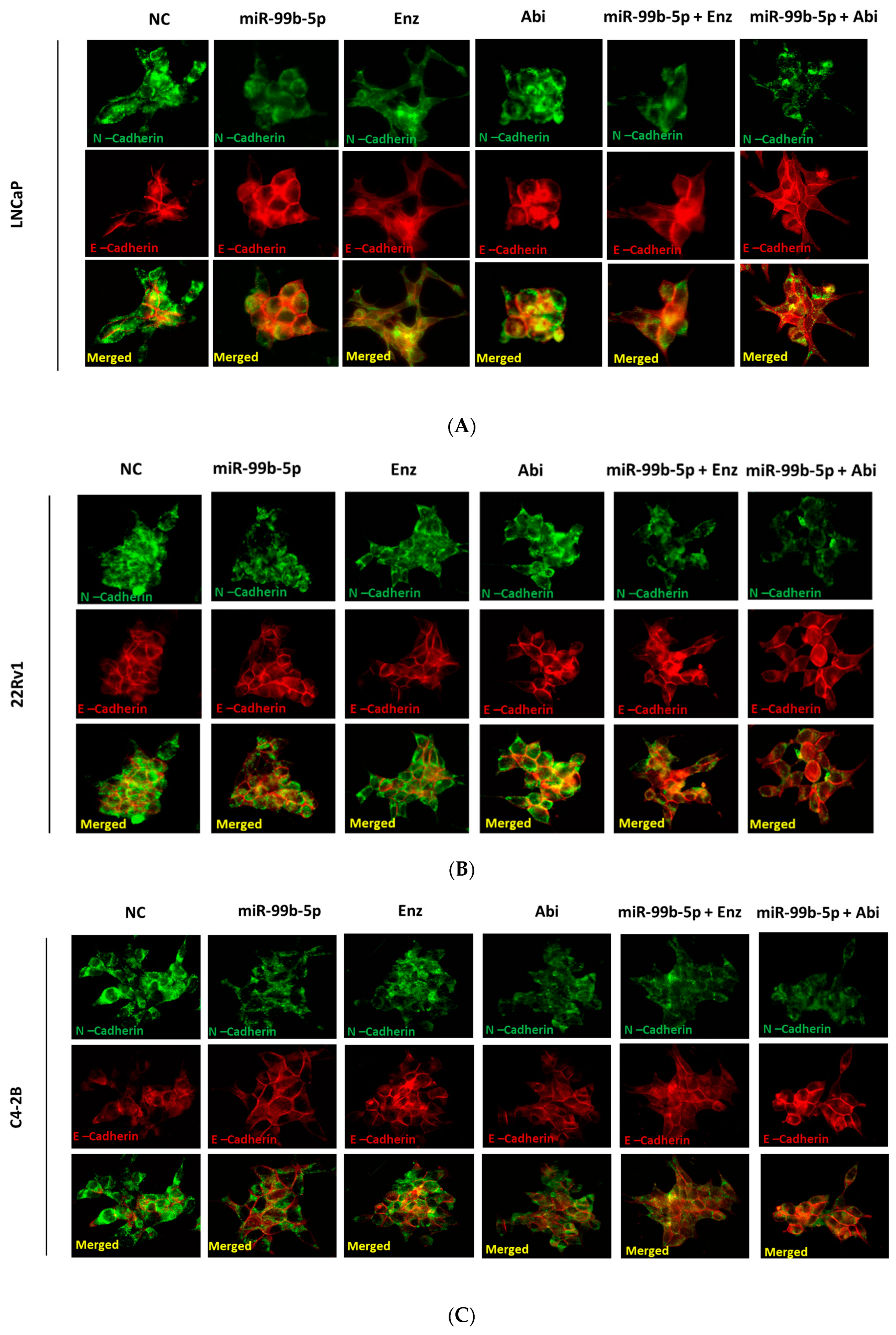 Combination of miR-99b-5p and Enzalutamide or Abiraterone