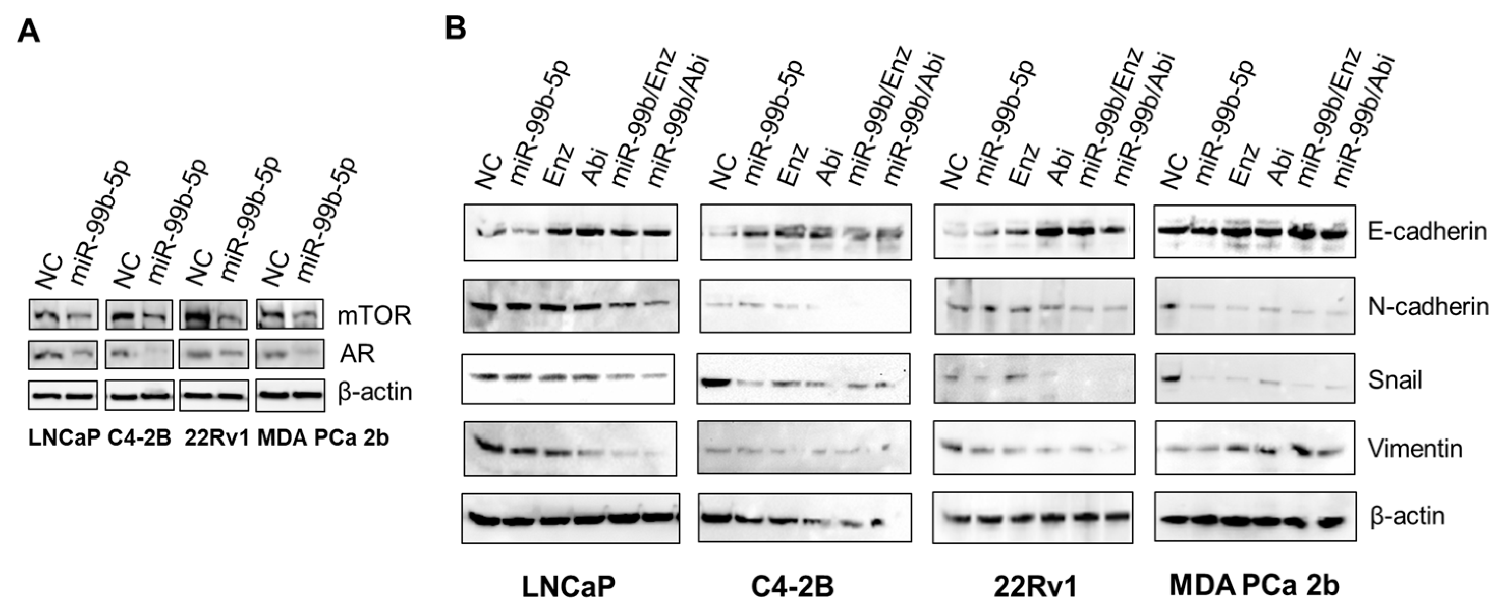 Cancers 16 01933 g003