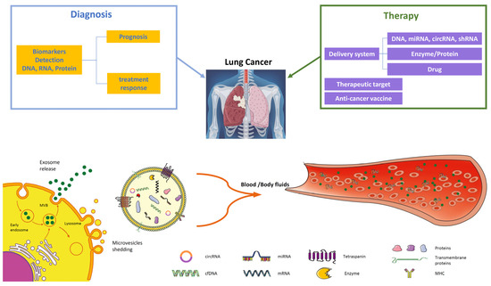 Extracellular Vesicles in Lung Cancer: Implementation in Diagnosis and ...
