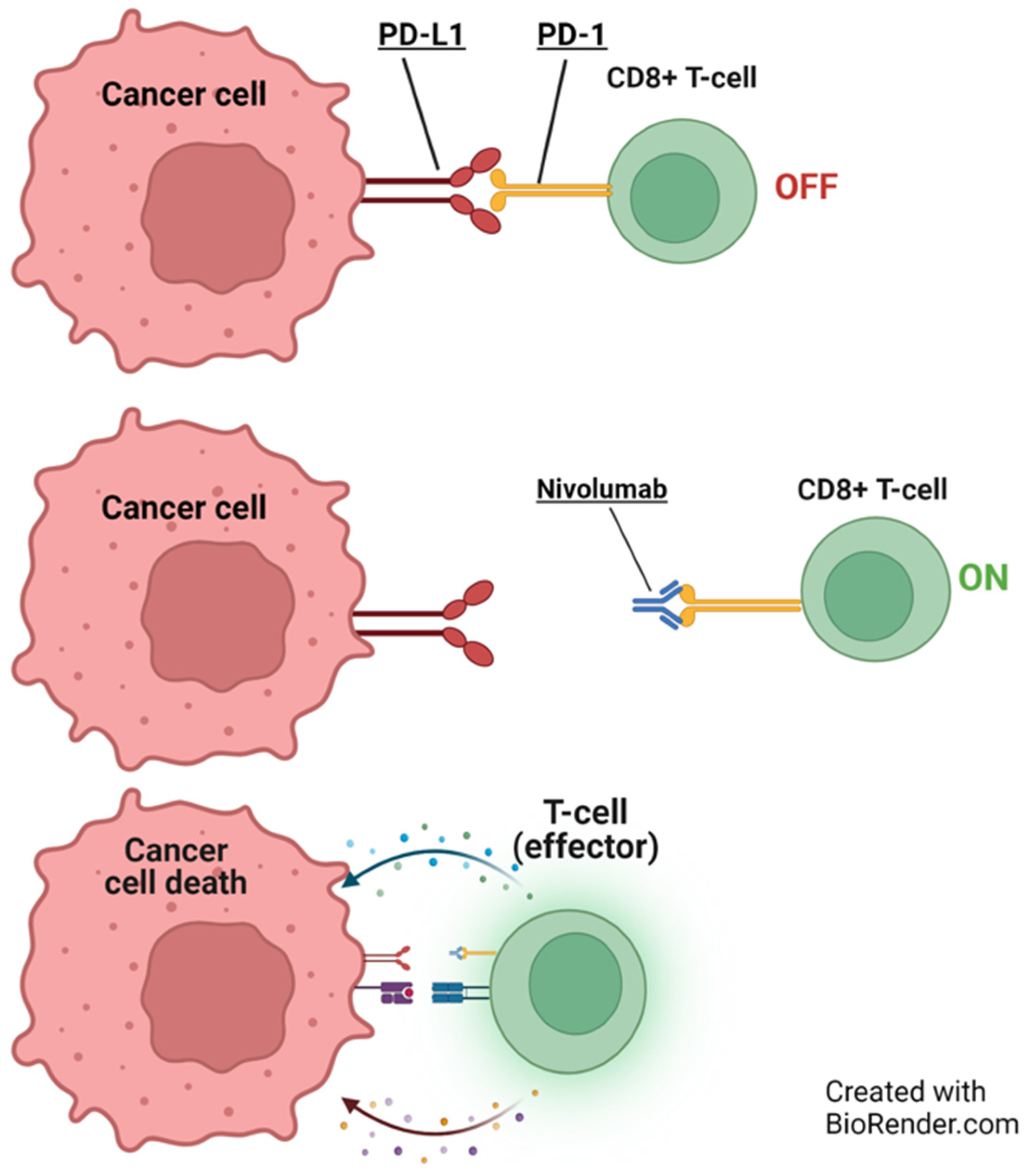 Cancers 16 01990 g004