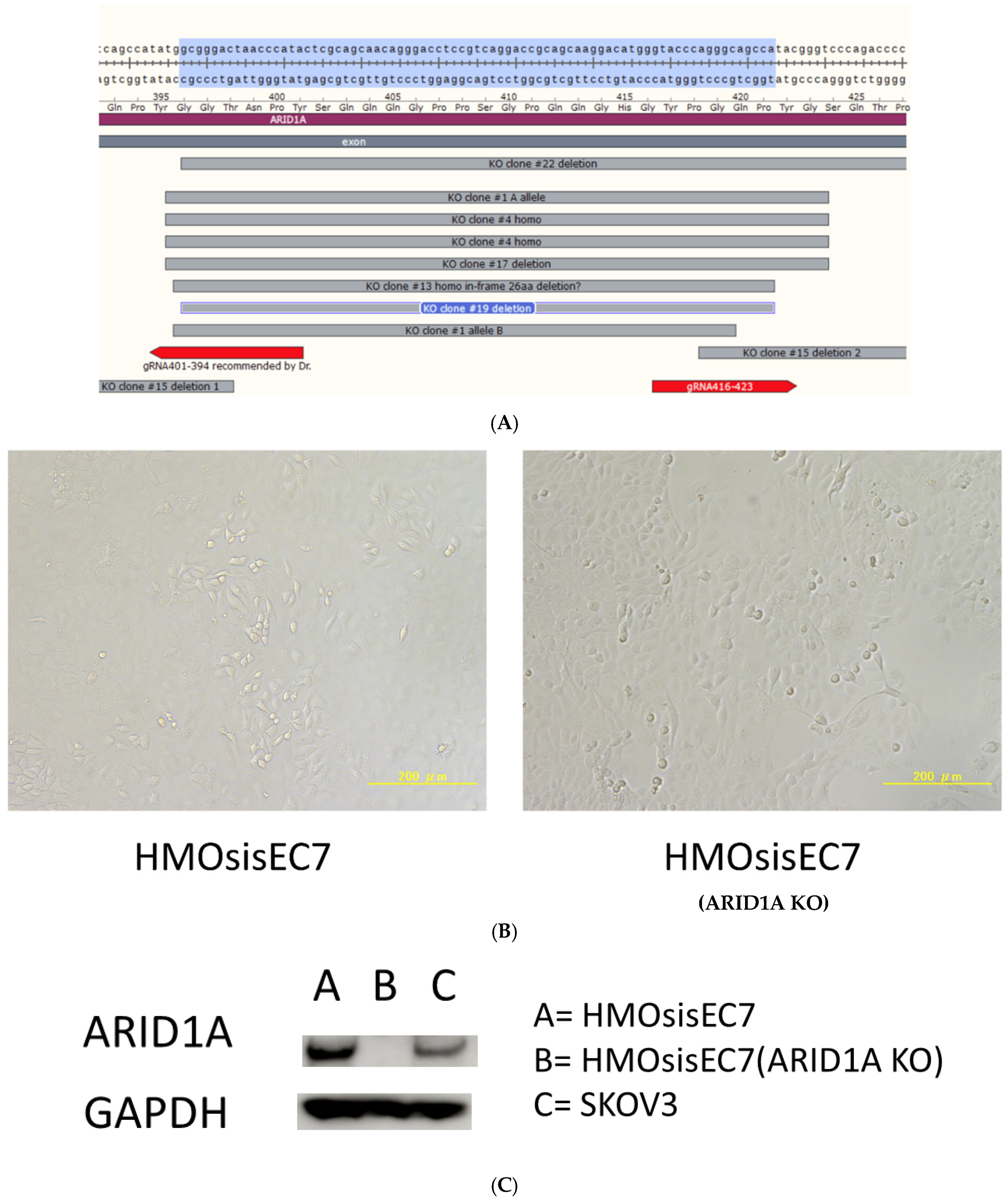 Cancers 16 01999 g001