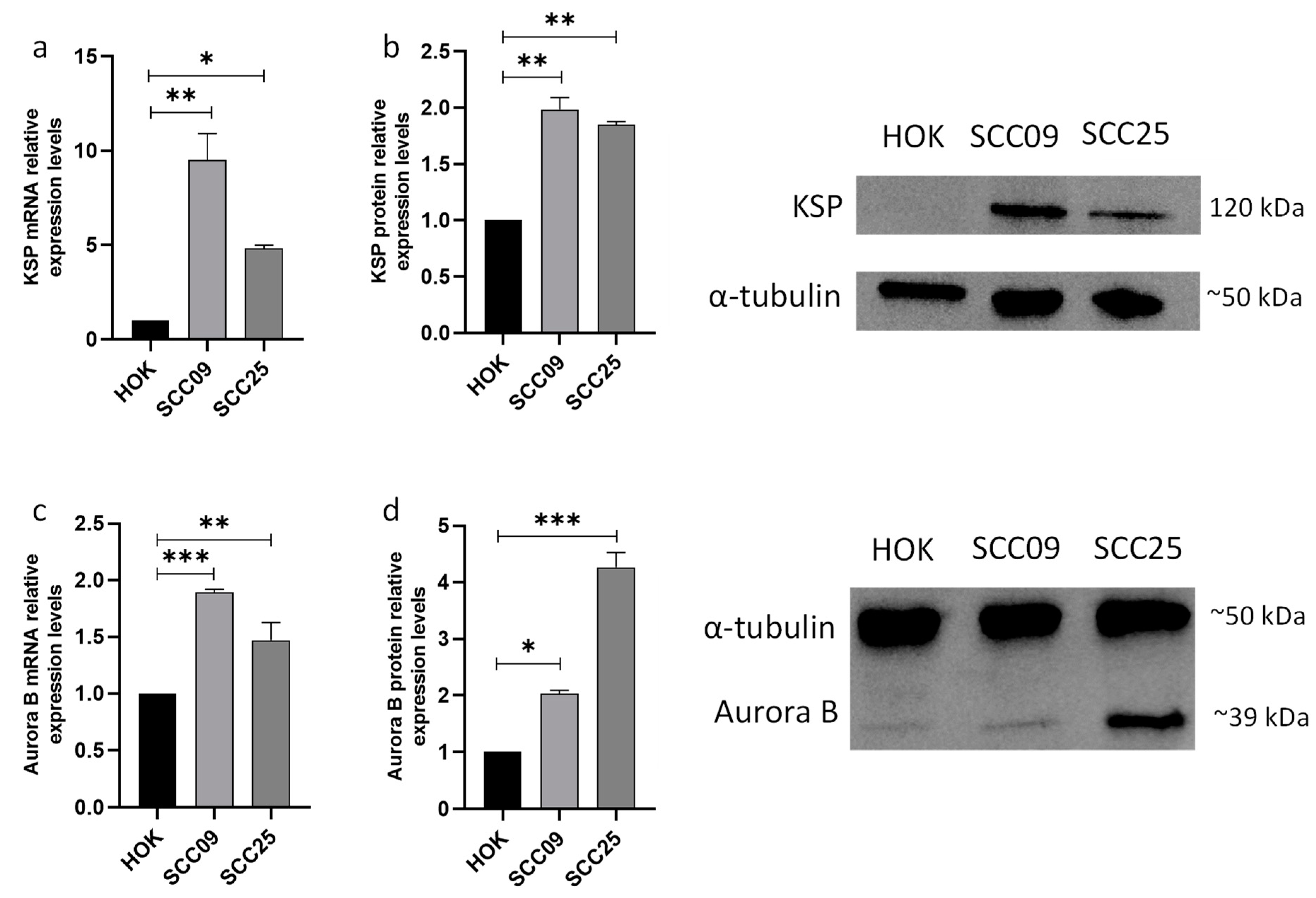Cancers 16 02014 g001