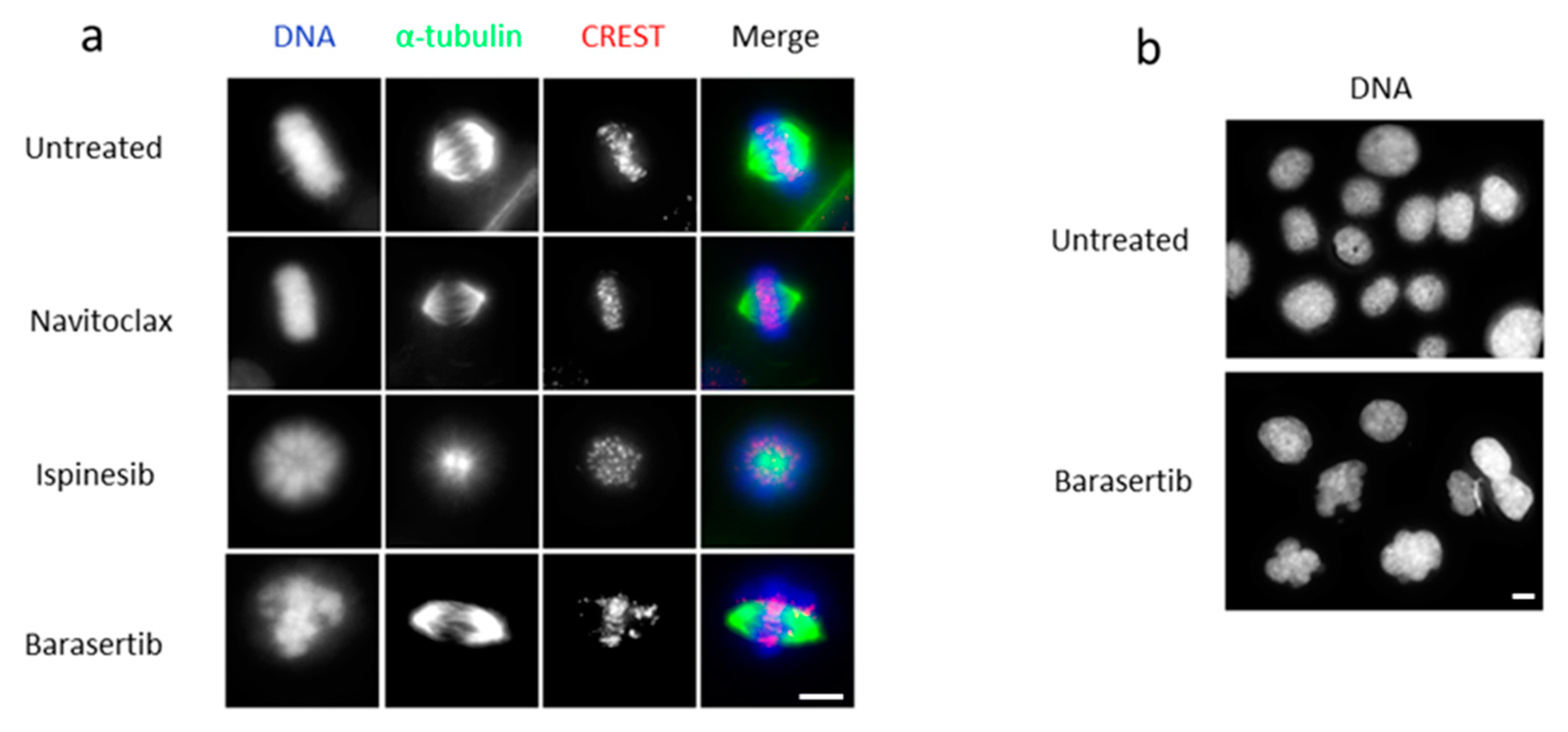 Cancers 16 02014 g002