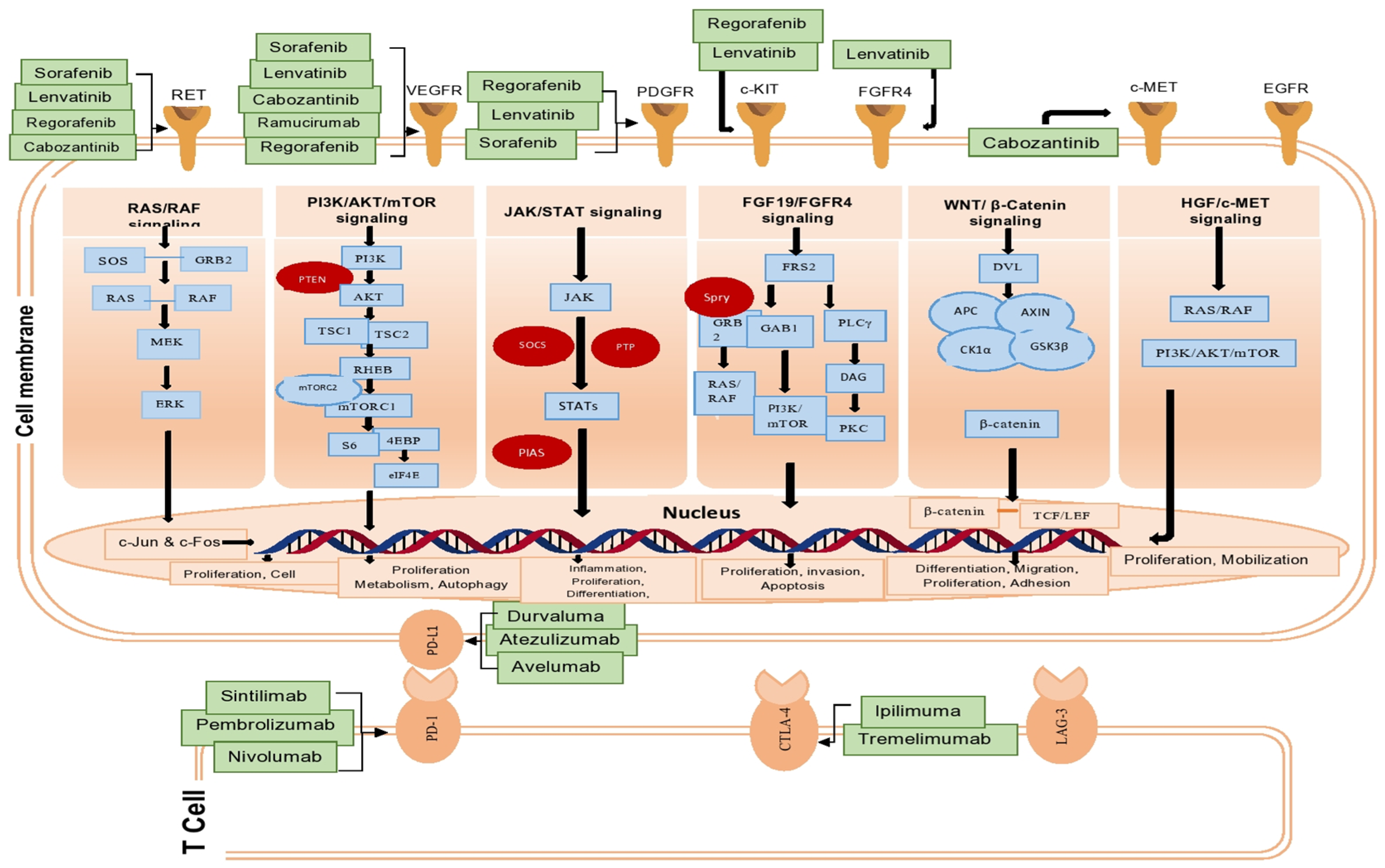 Cancers 16 02034 g003