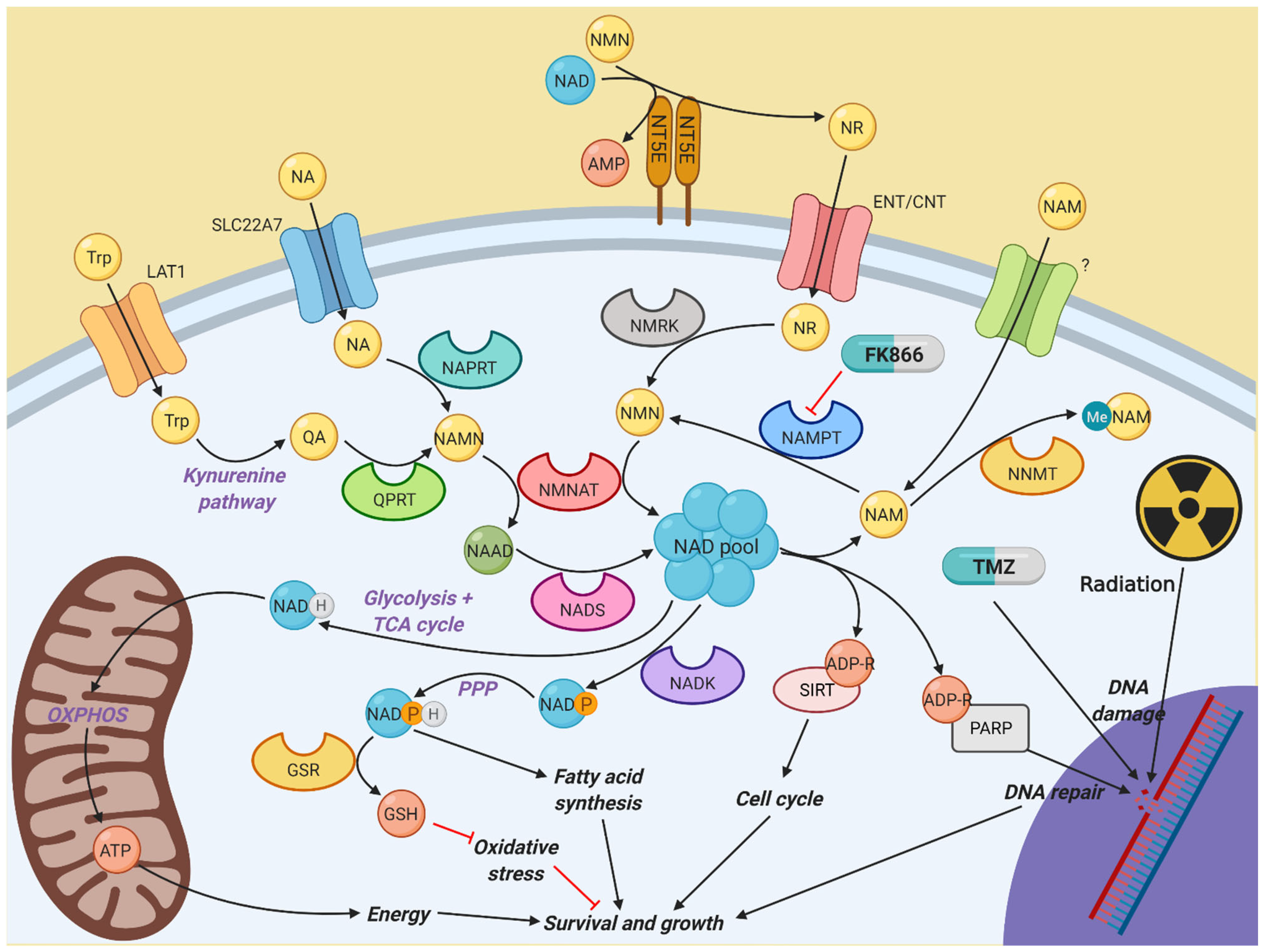 Cancers 16 02054 g006