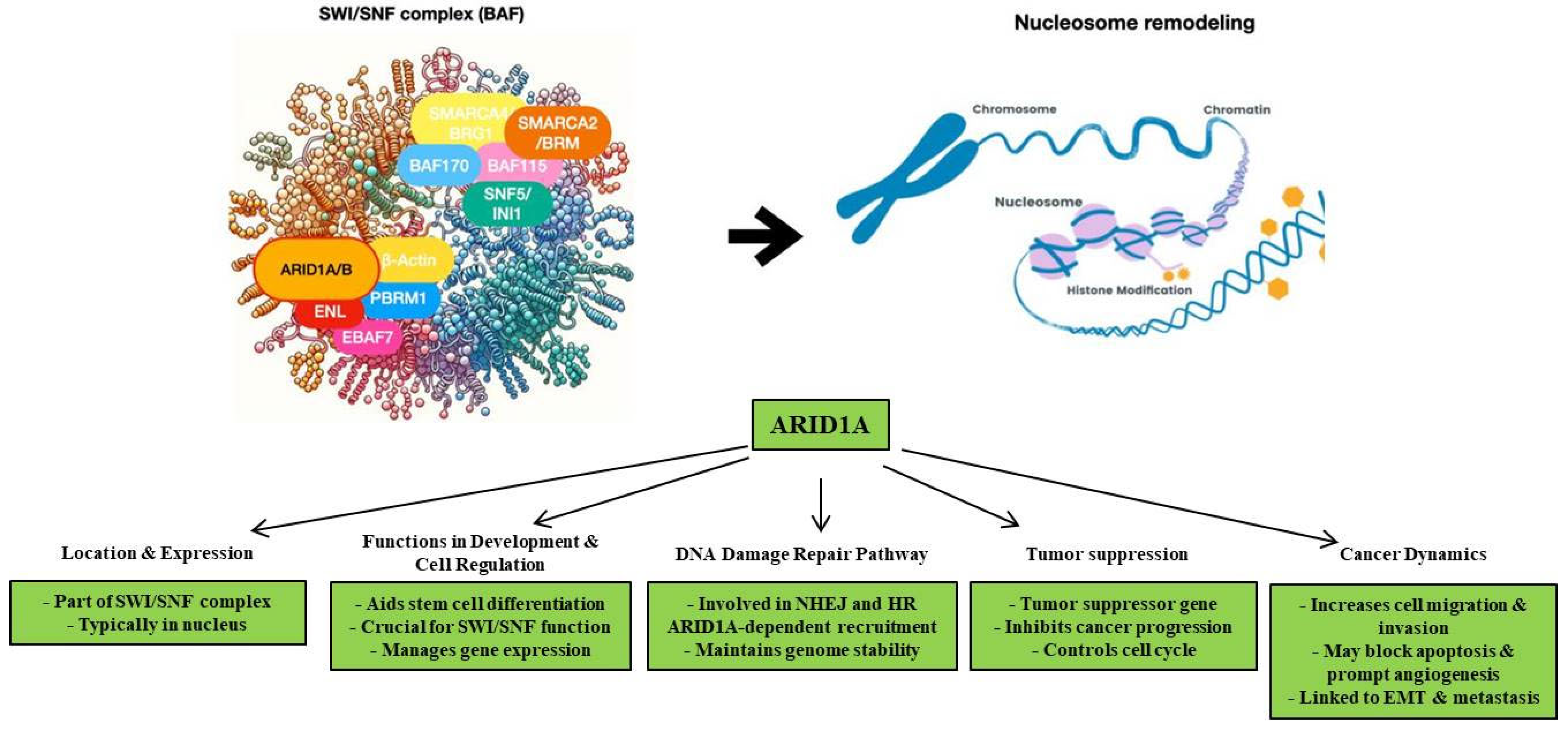 Cancers 16 02062 g001