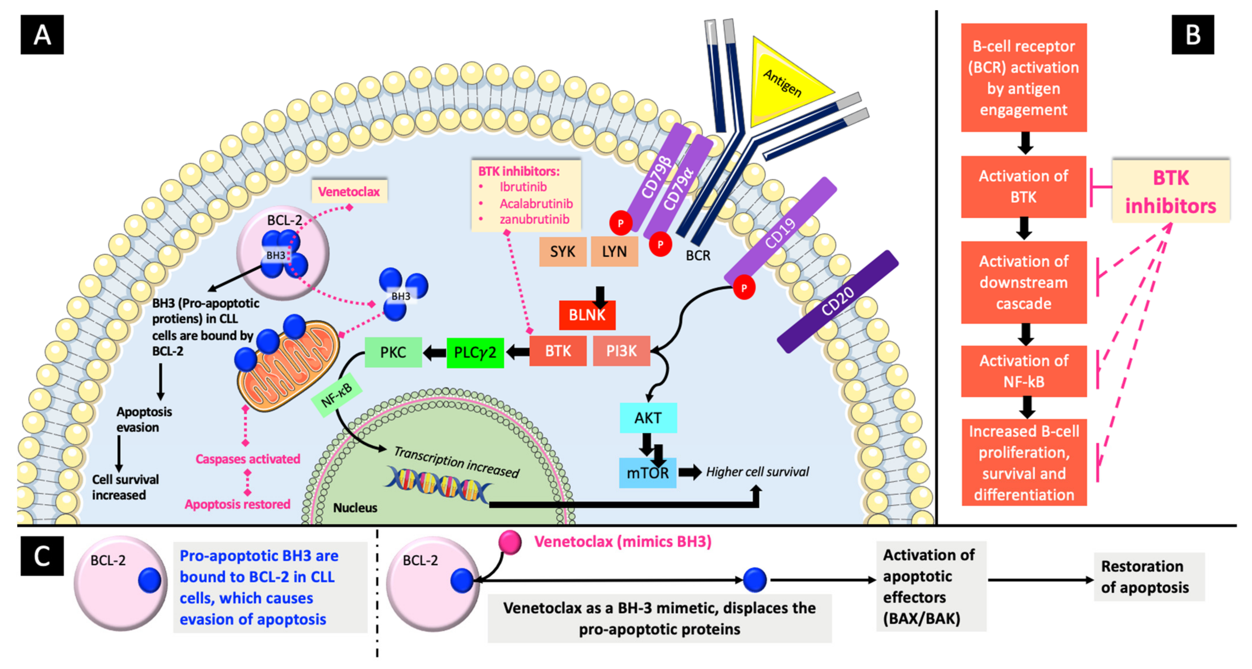 Cancers 16 02079 g001