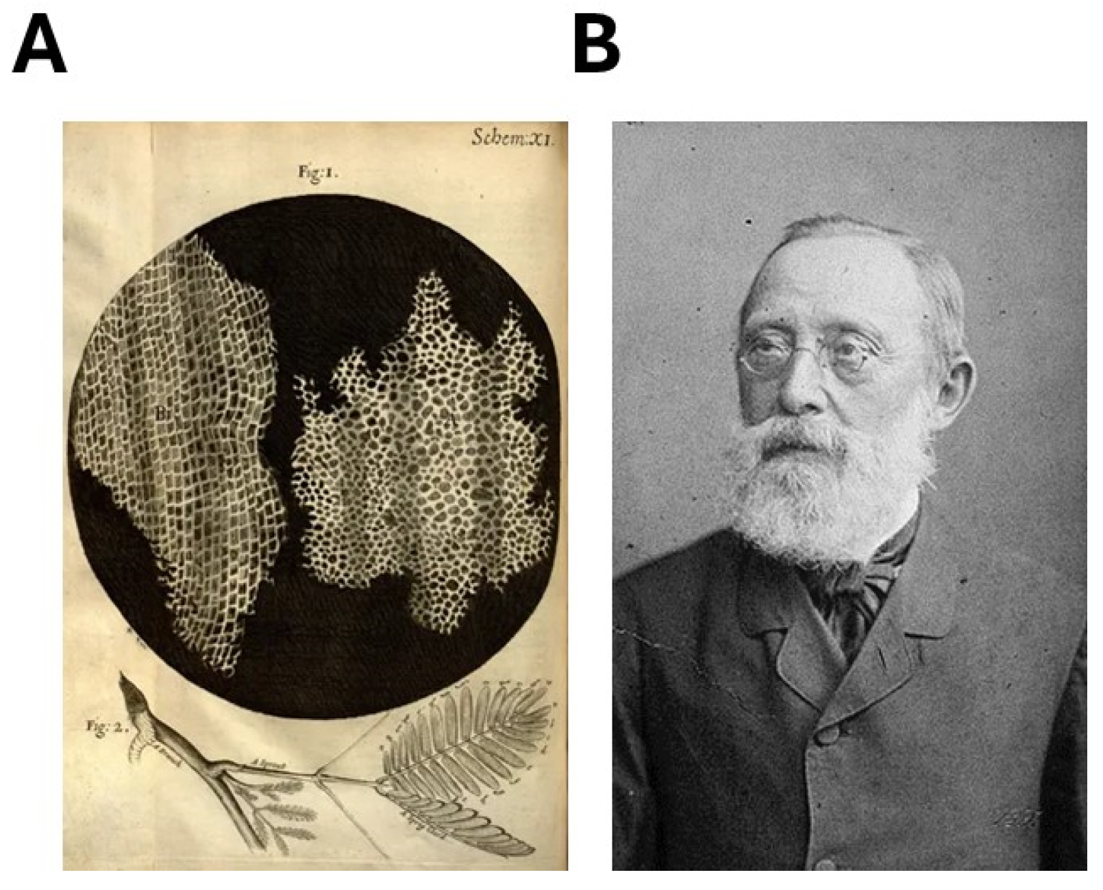 Cancers 16 02104 g005